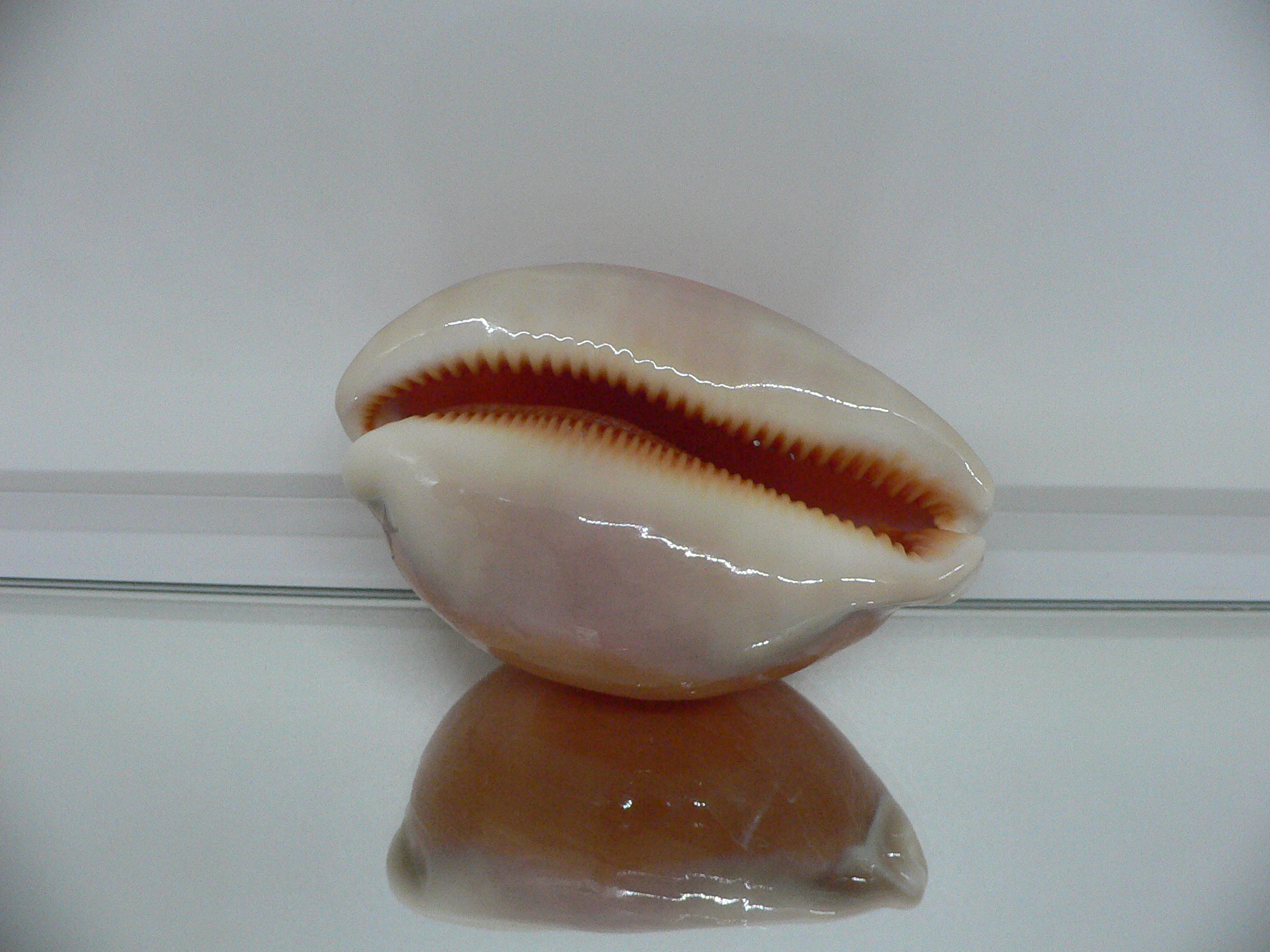 Cypraea aurantium COLOR