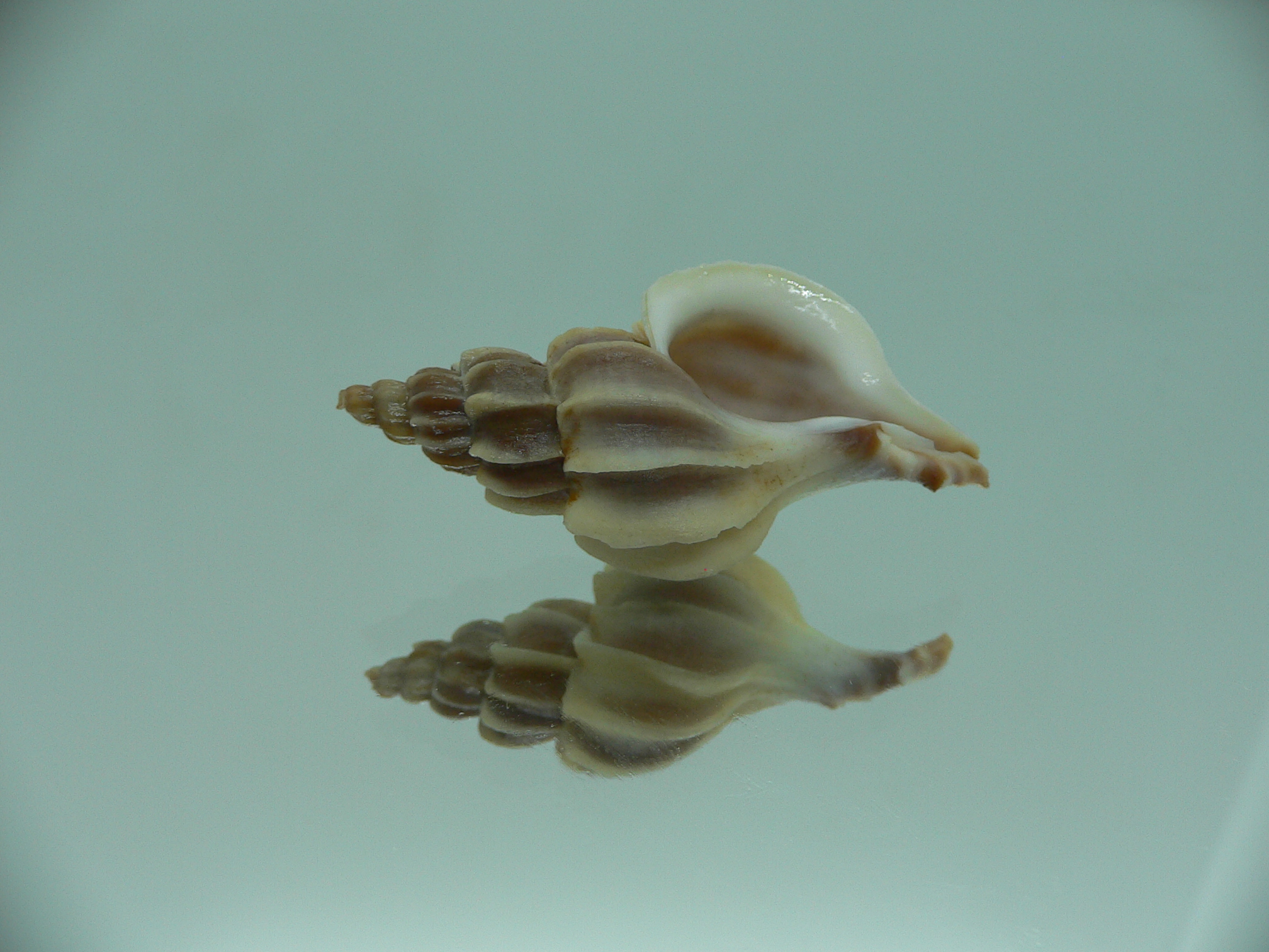 Boreotrophon candelabrum ELONGATE