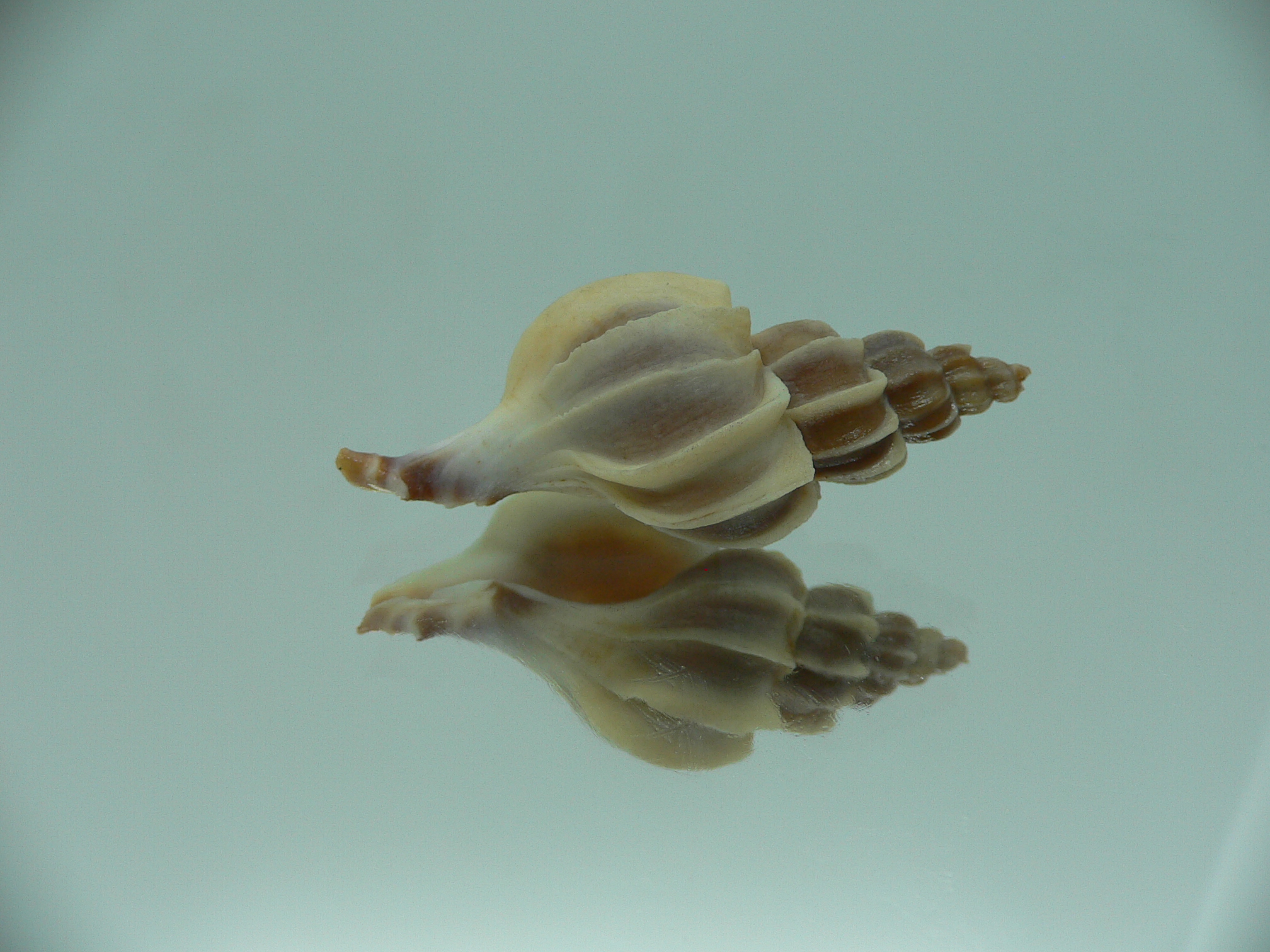 Boreotrophon candelabrum ELONGATE