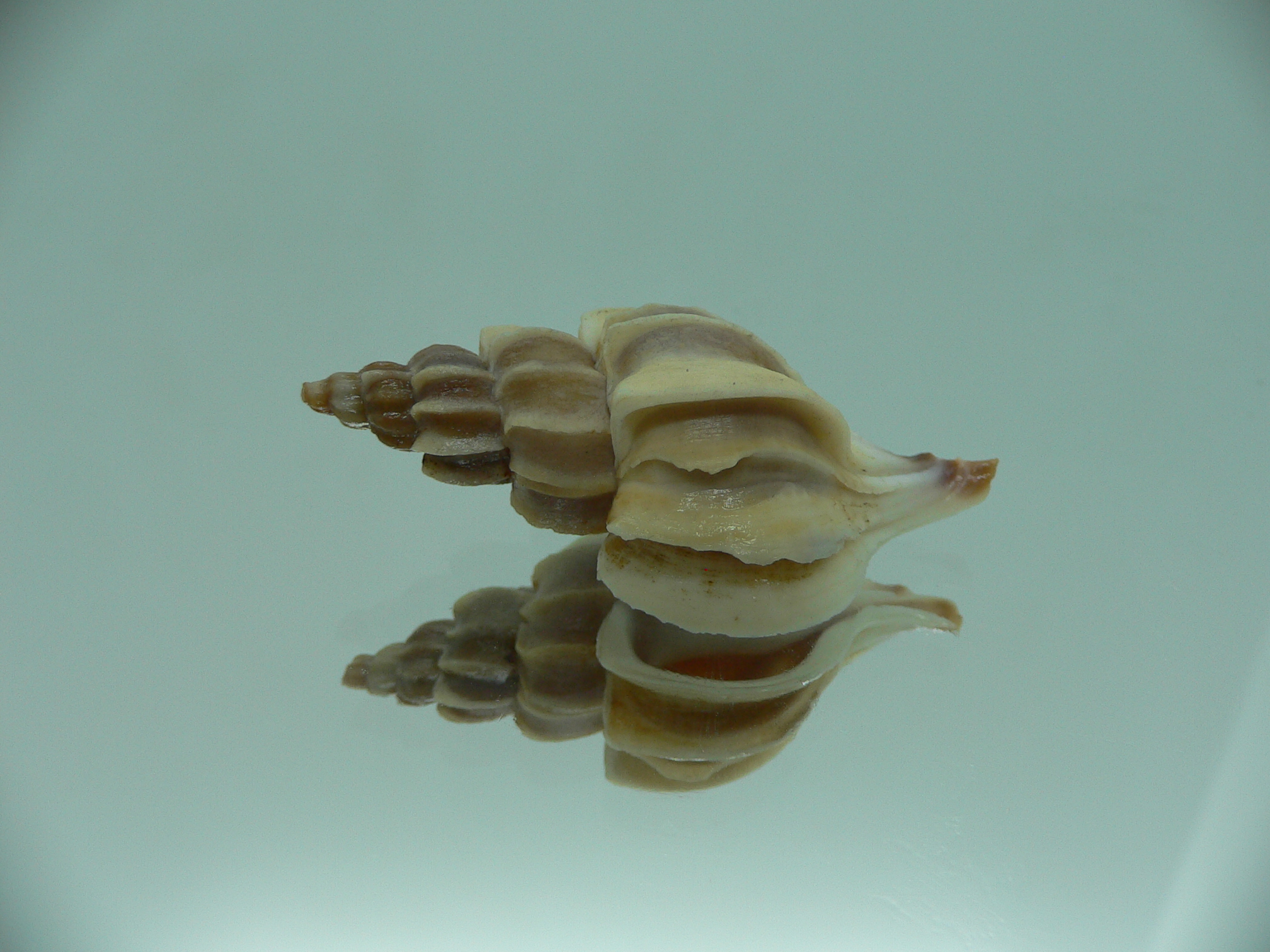 Boreotrophon candelabrum ELONGATE