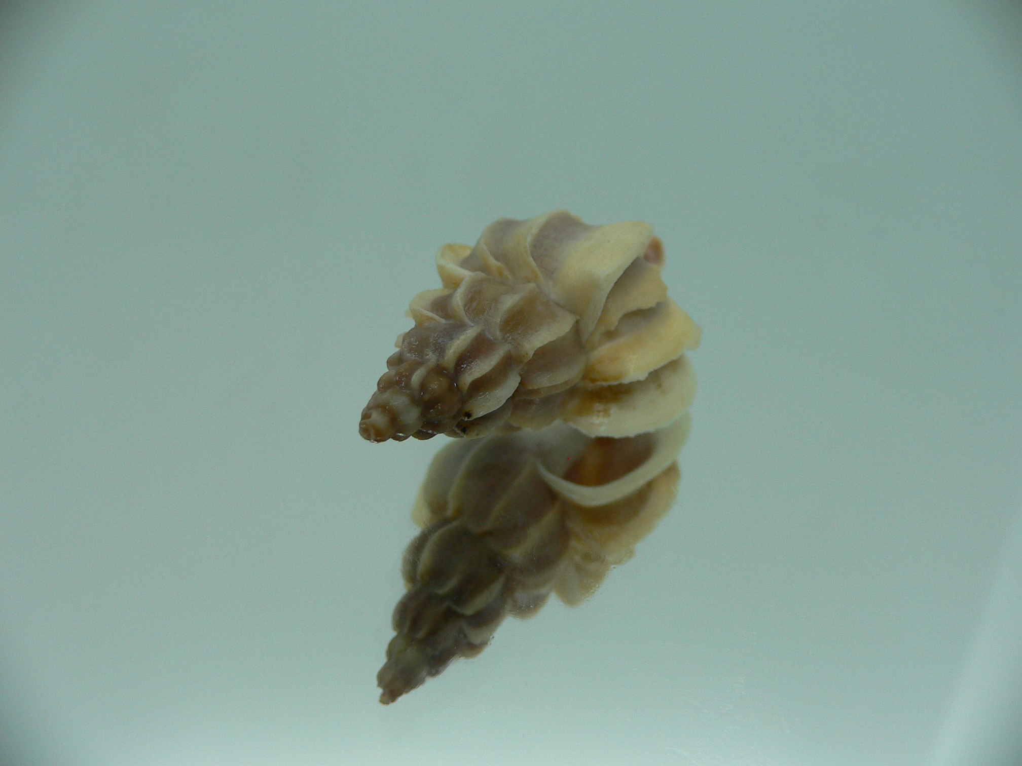 Boreotrophon candelabrum ELONGATE