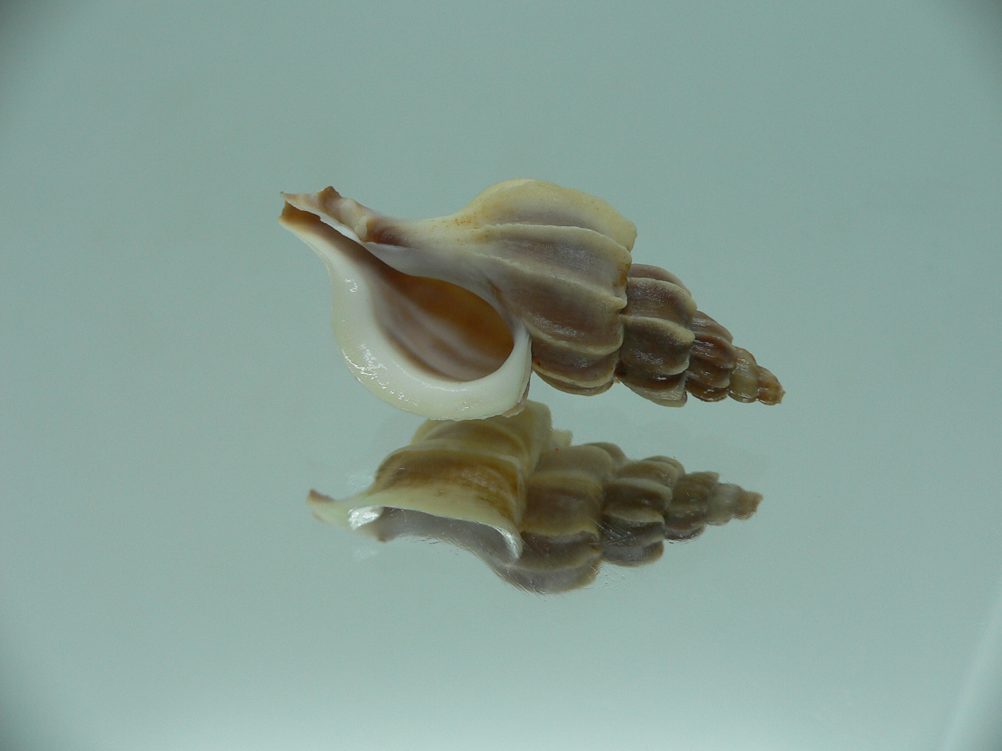 Boreotrophon candelabrum ELONGATE