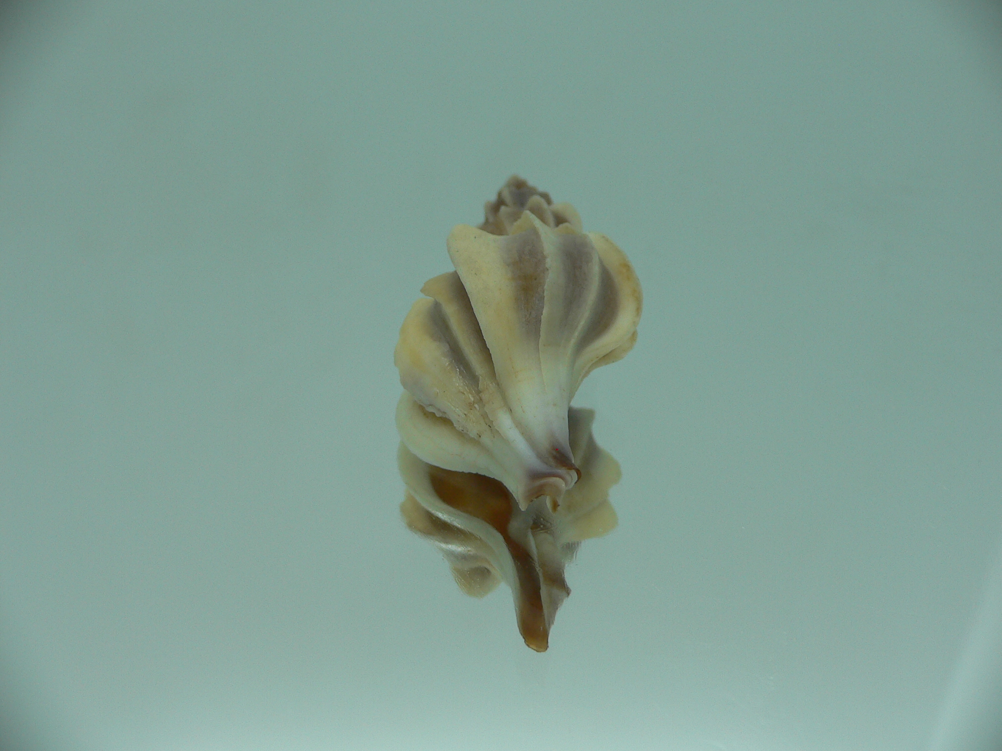 Boreotrophon candelabrum ELONGATE