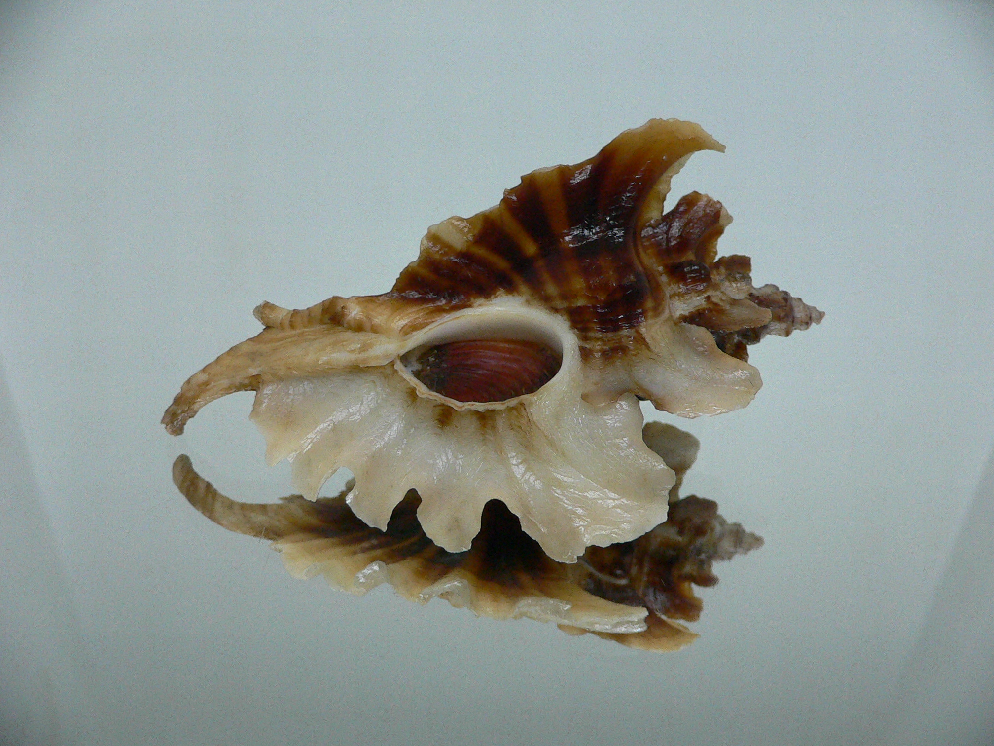 Pteropurpura trialata DARK