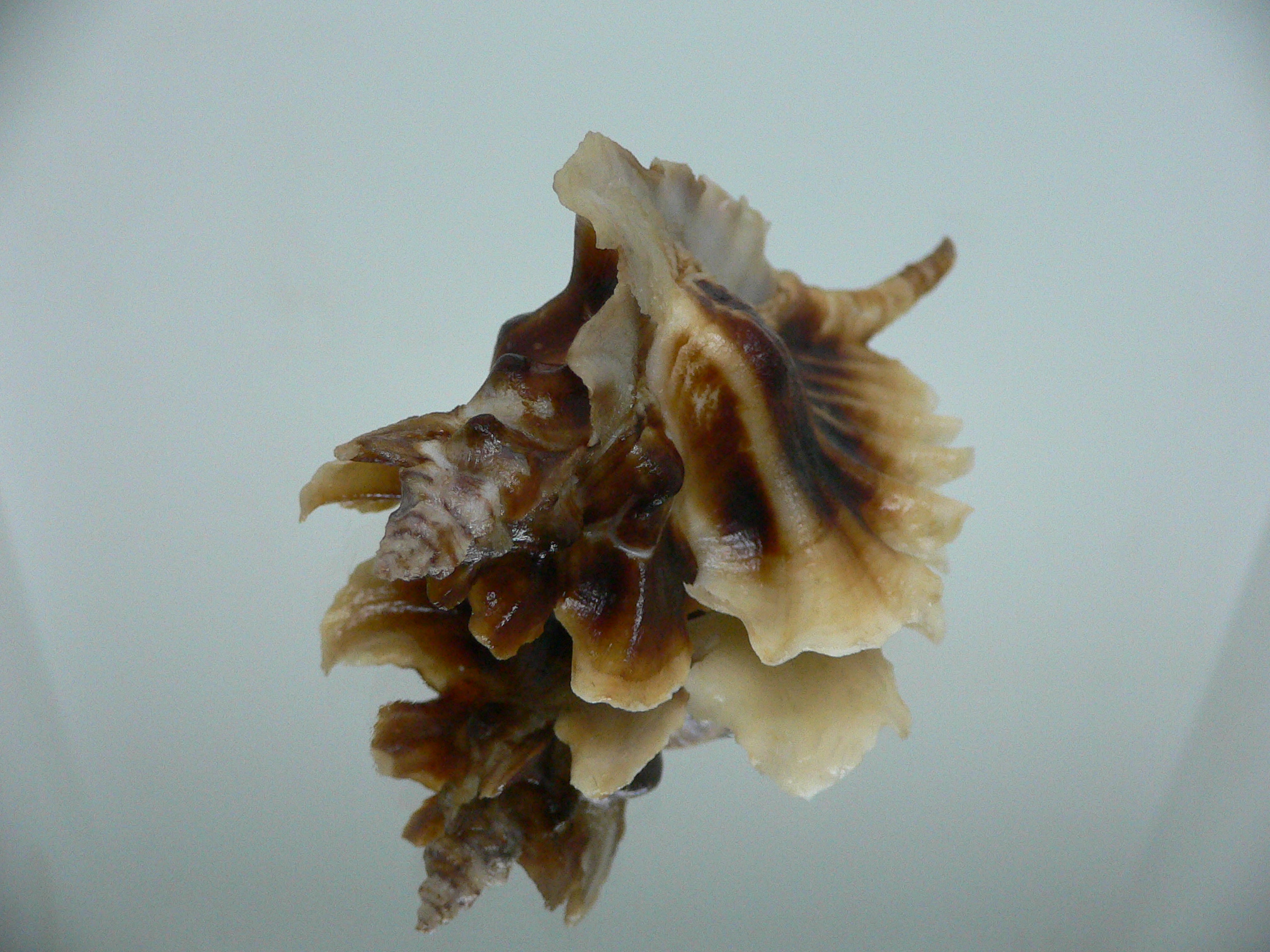 Pteropurpura trialata DARK