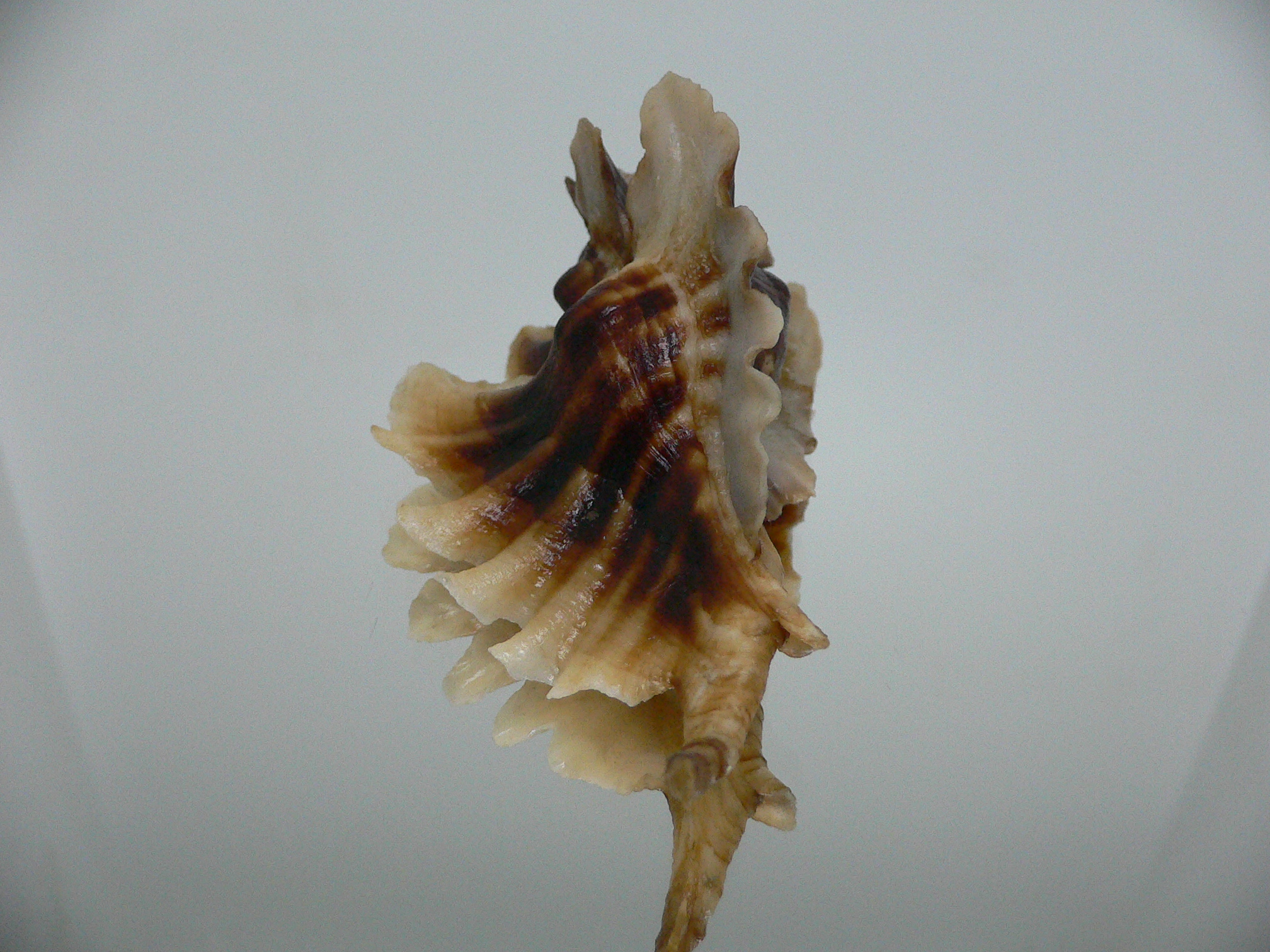 Pteropurpura trialata DARK