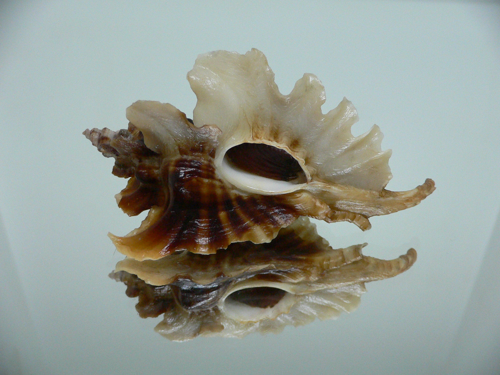 Pteropurpura trialata DARK