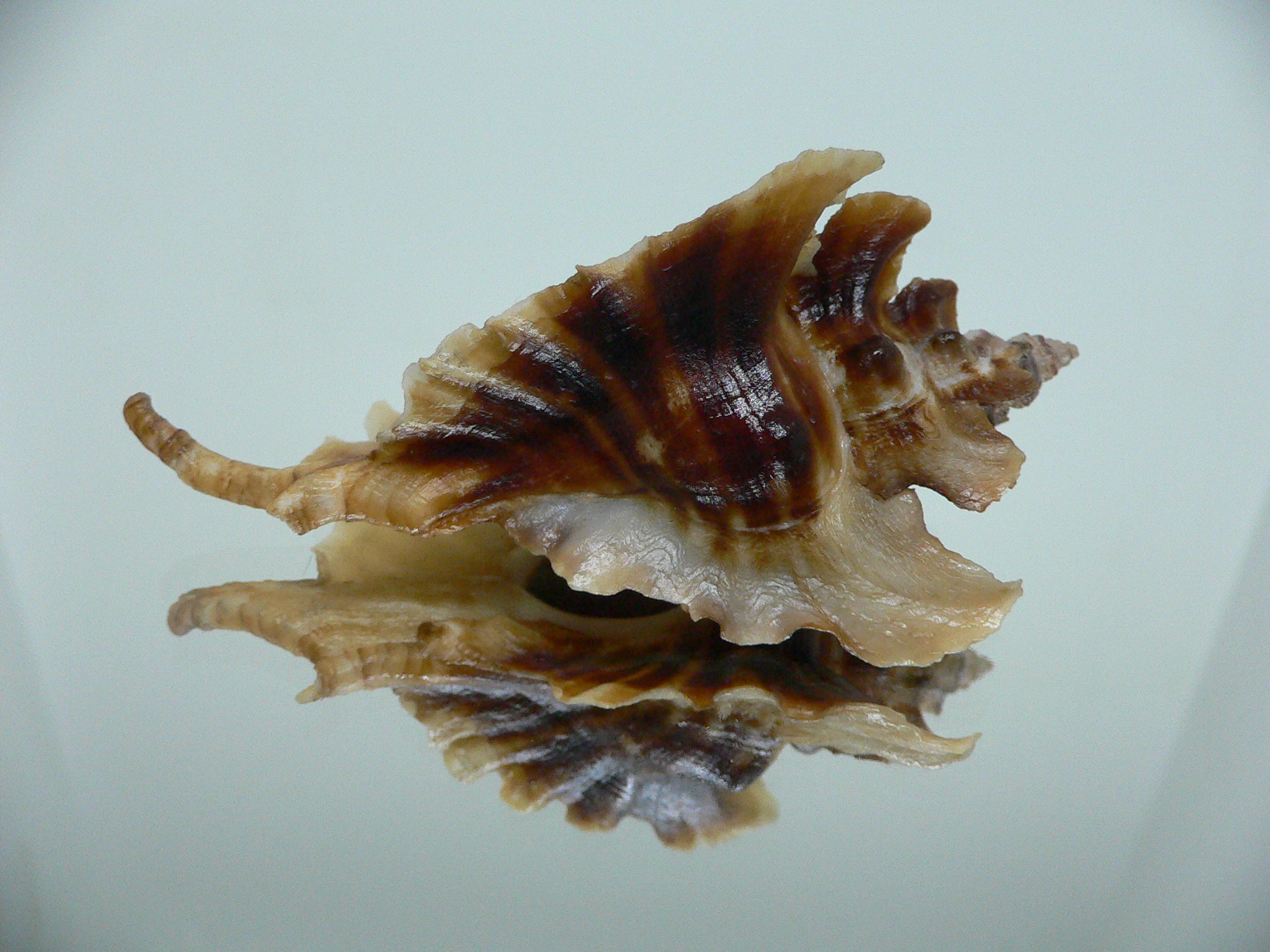 Pteropurpura trialata DARK