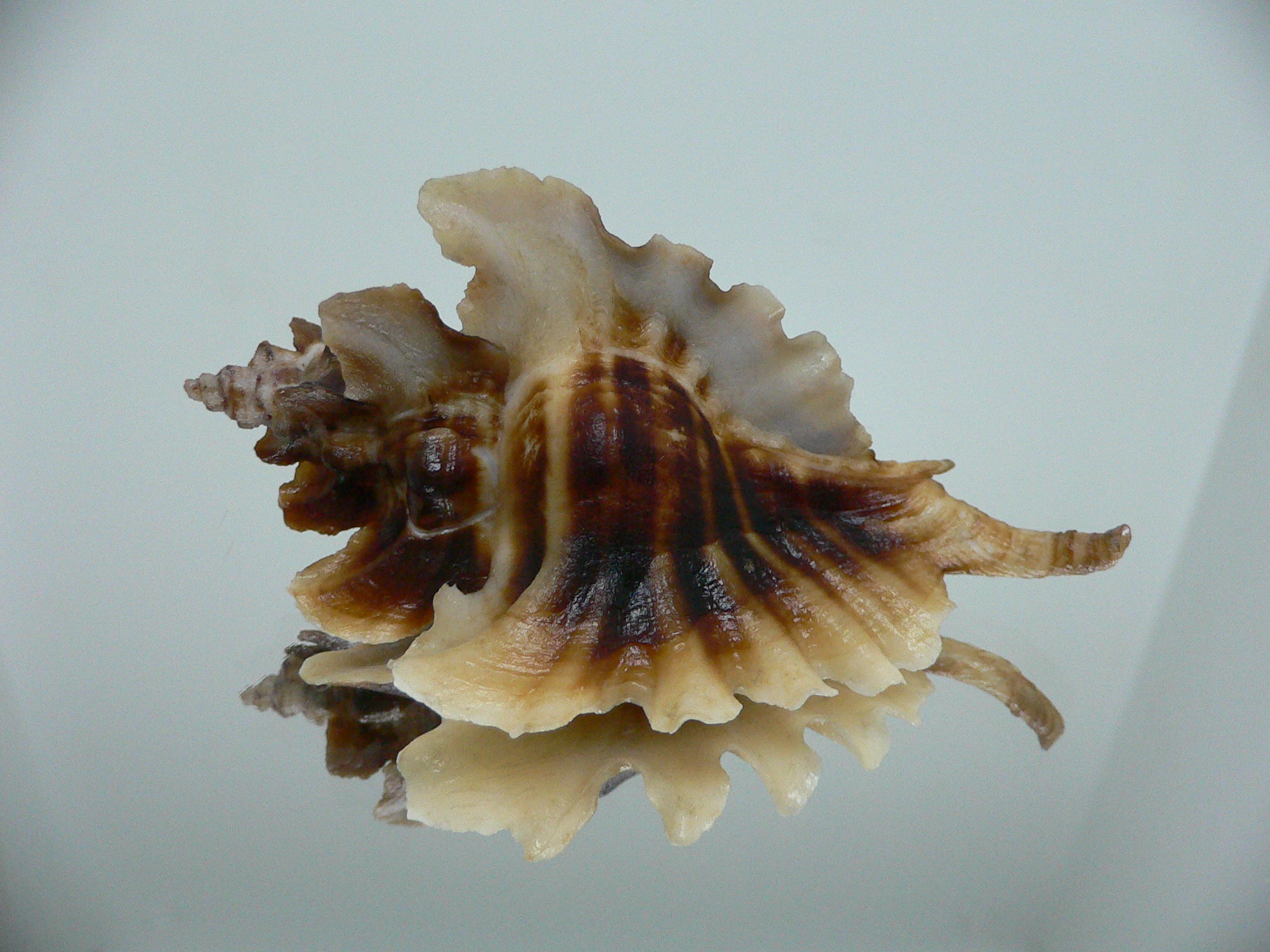 Pteropurpura trialata DARK