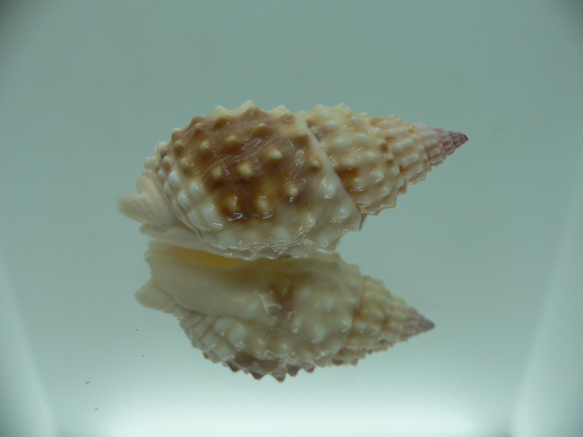 Nassarius papillosus VERY GOOD SIZE