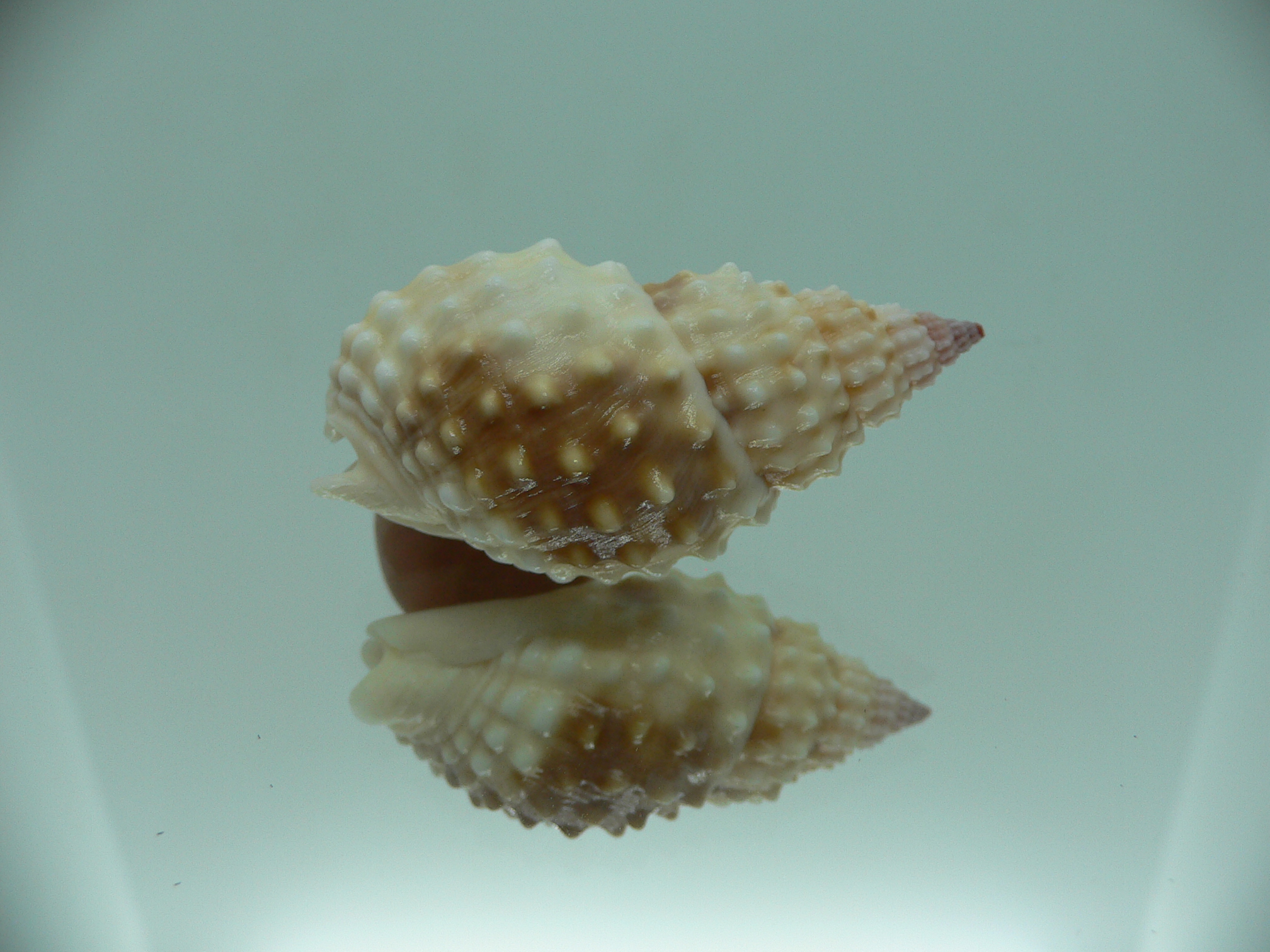 Nassarius papillosus VERY GOOD SIZE