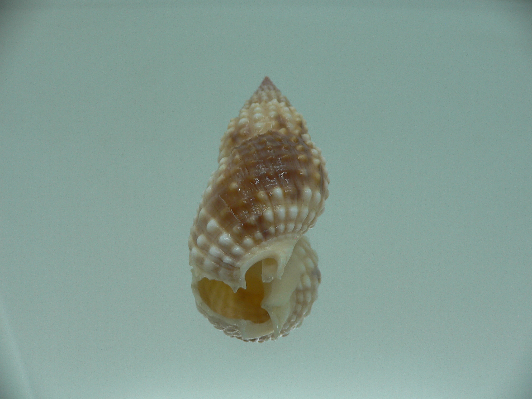 Nassarius papillosus VERY BIG