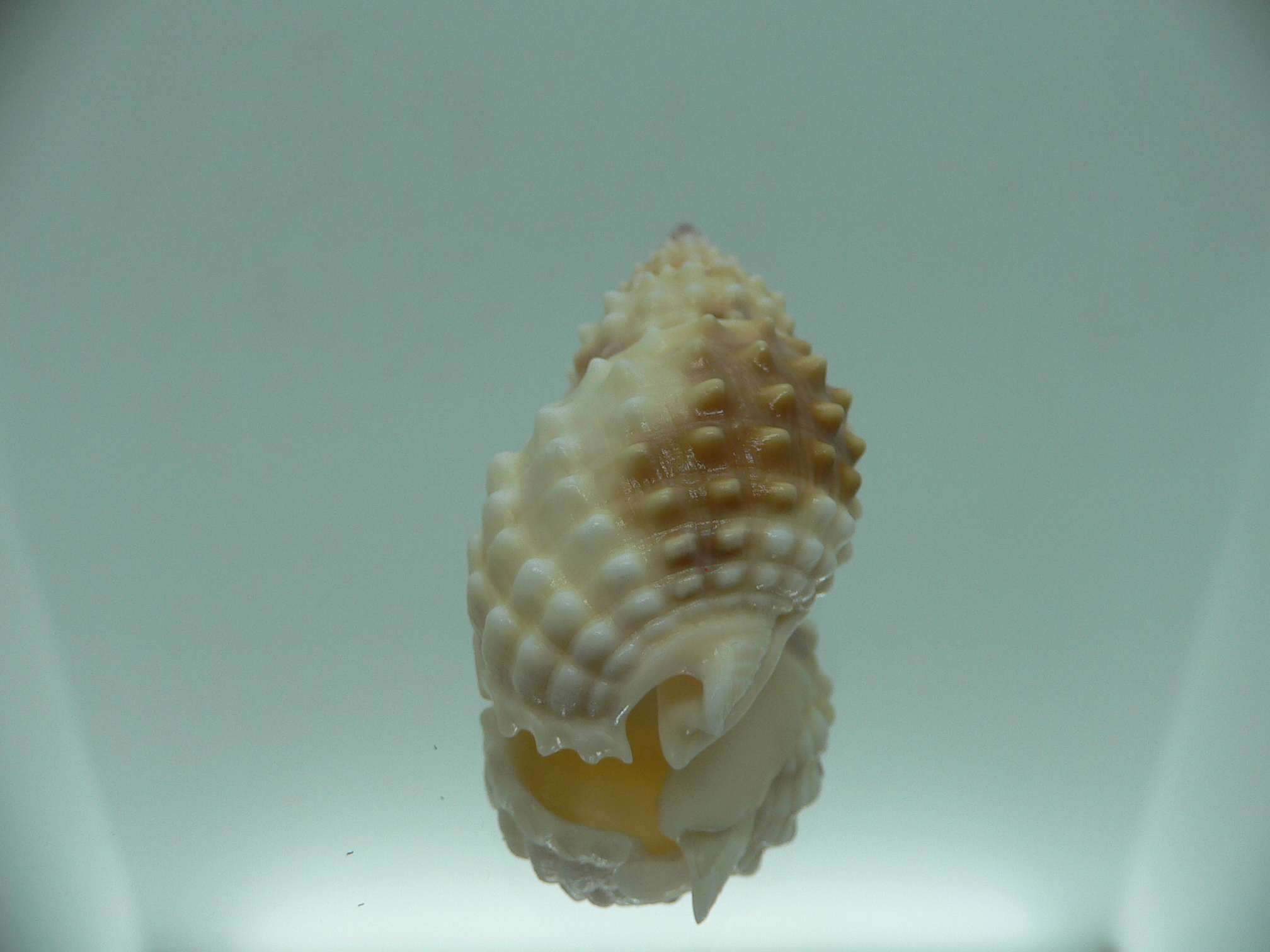 Nassarius papillosus VERY GOOD SIZE