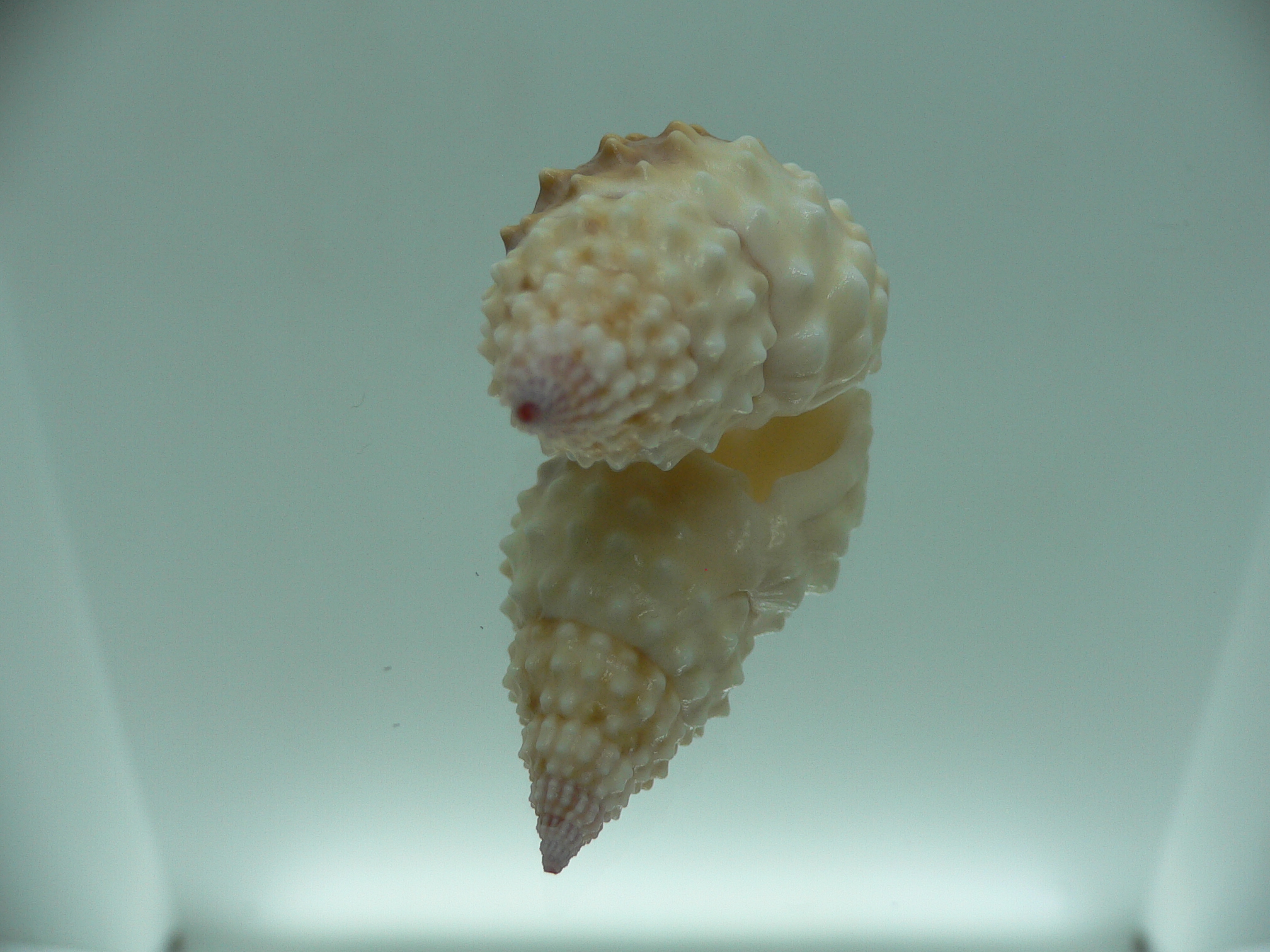 Nassarius papillosus VERY GOOD SIZE