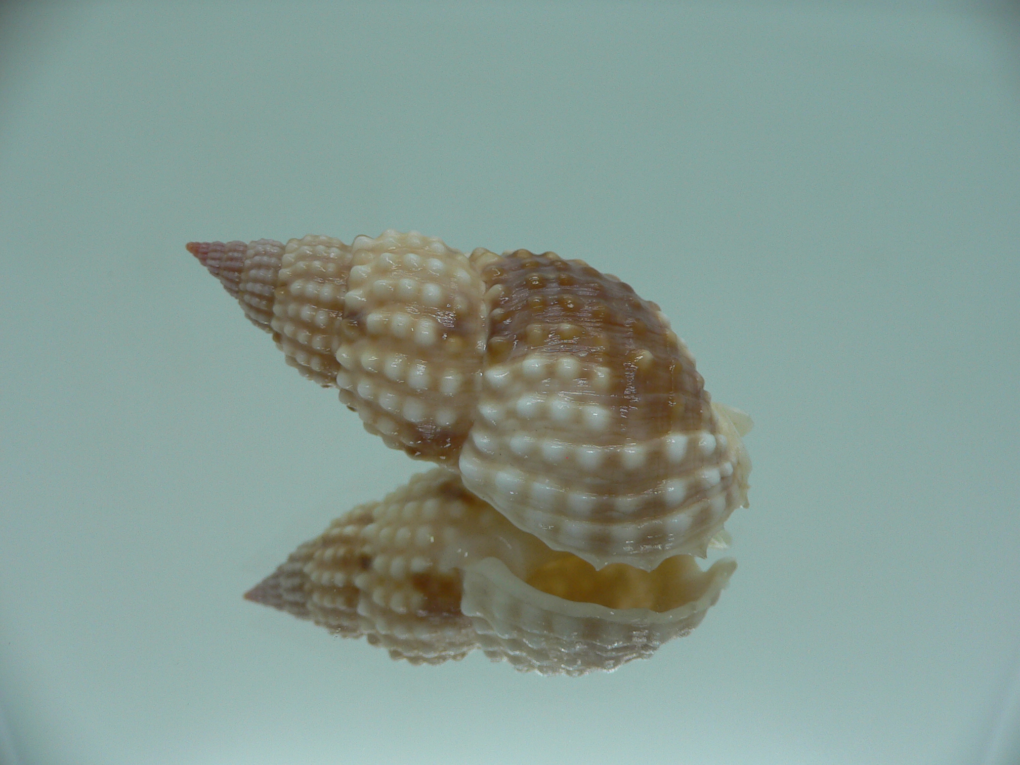Nassarius papillosus VERY BIG