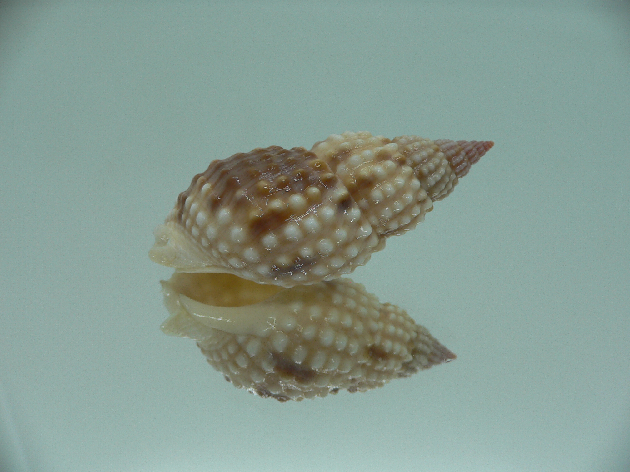 Nassarius papillosus VERY BIG