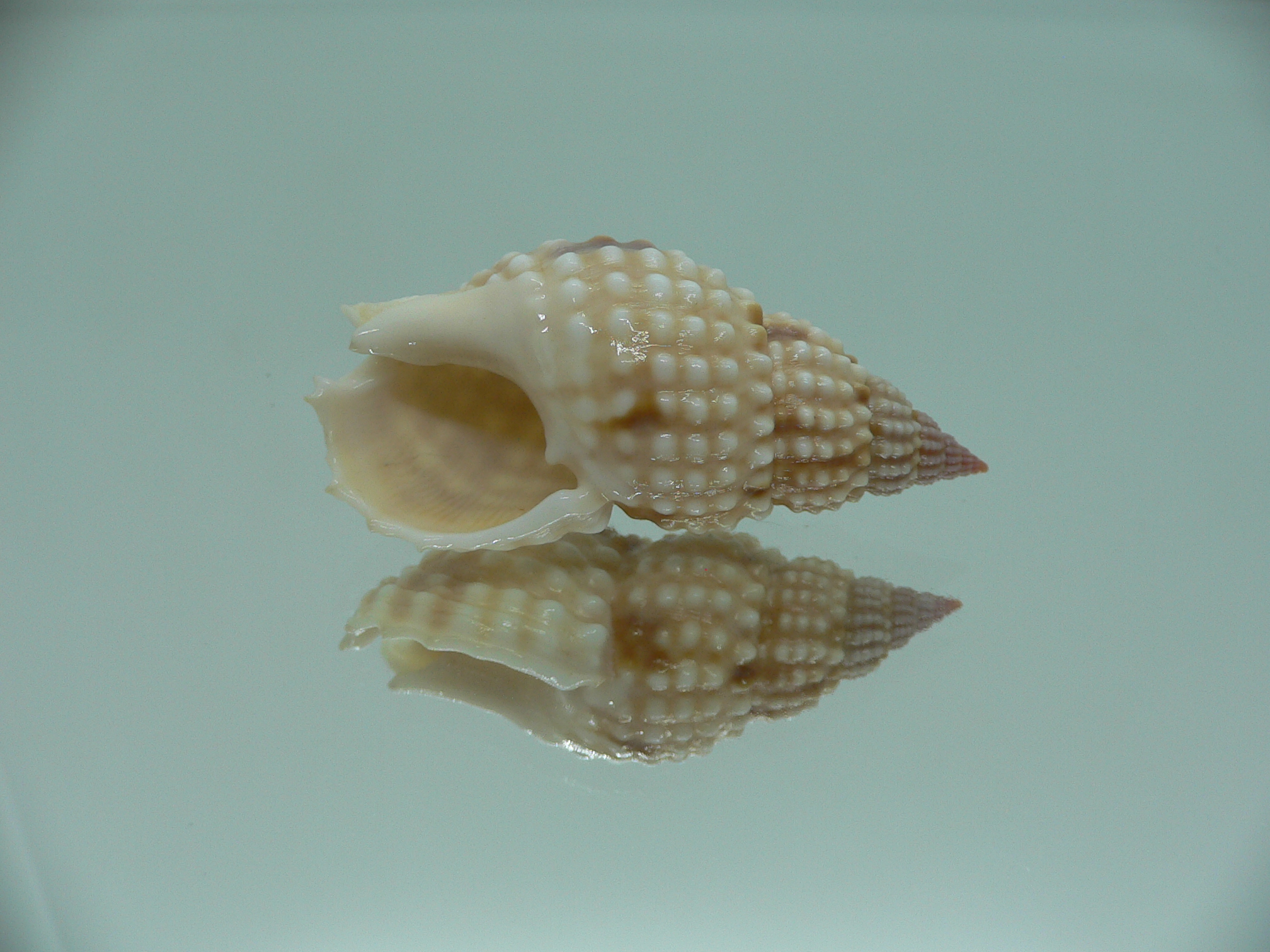 Nassarius papillosus VERY BIG