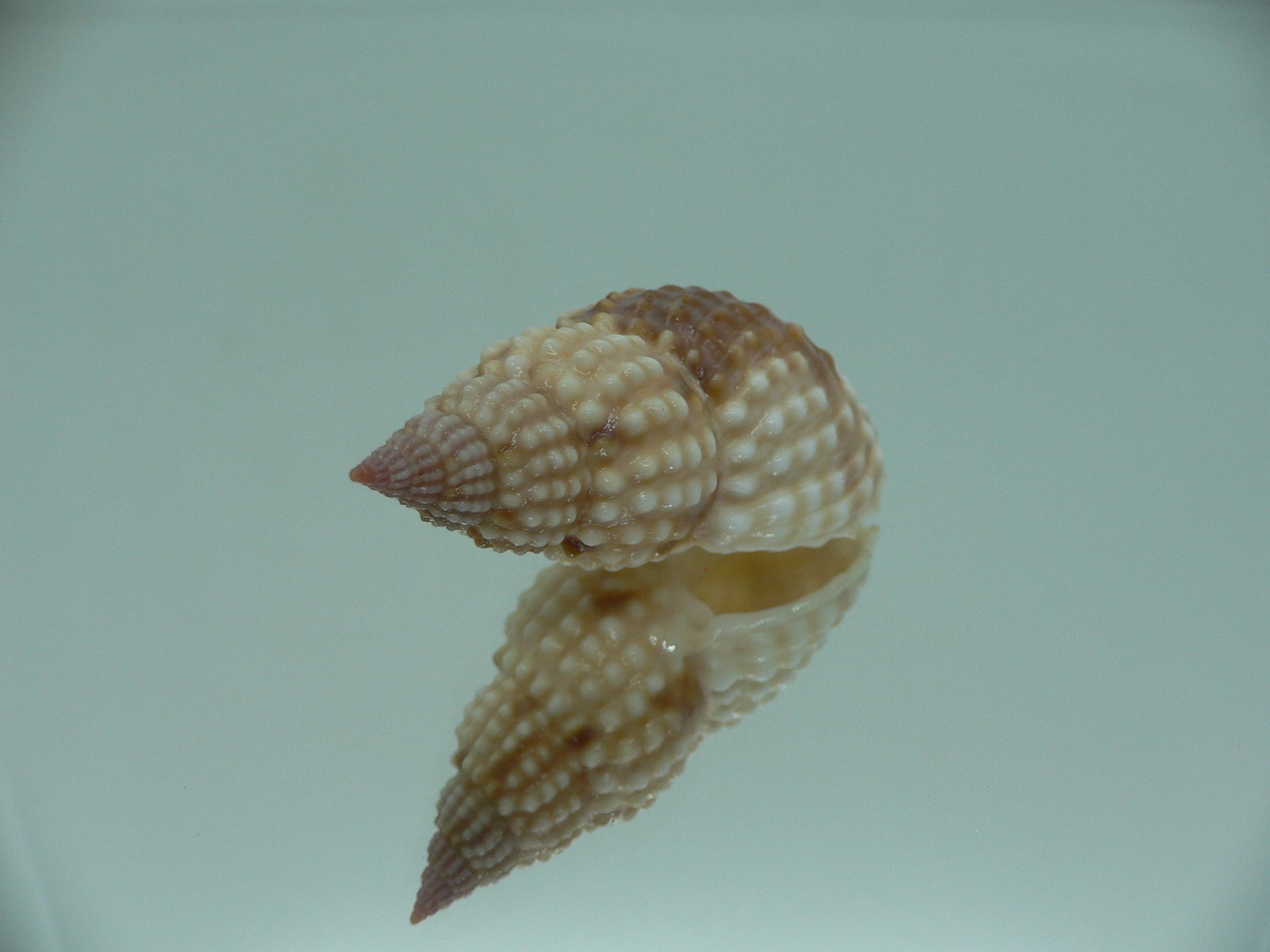 Nassarius papillosus VERY BIG