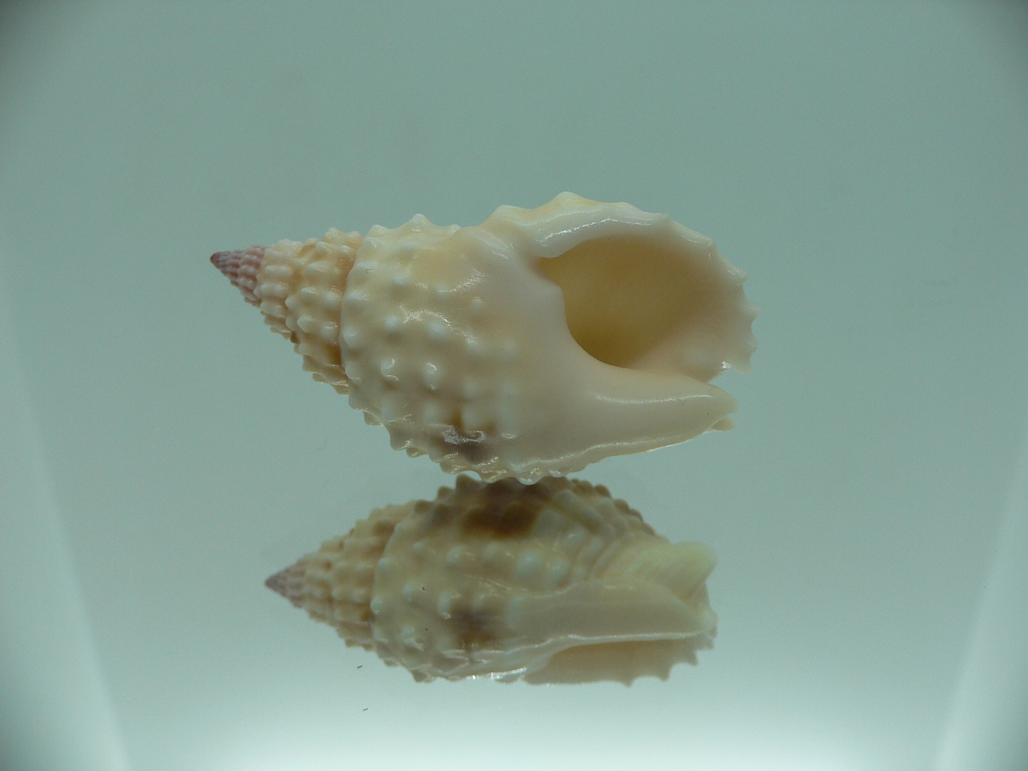 Nassarius papillosus VERY GOOD SIZE