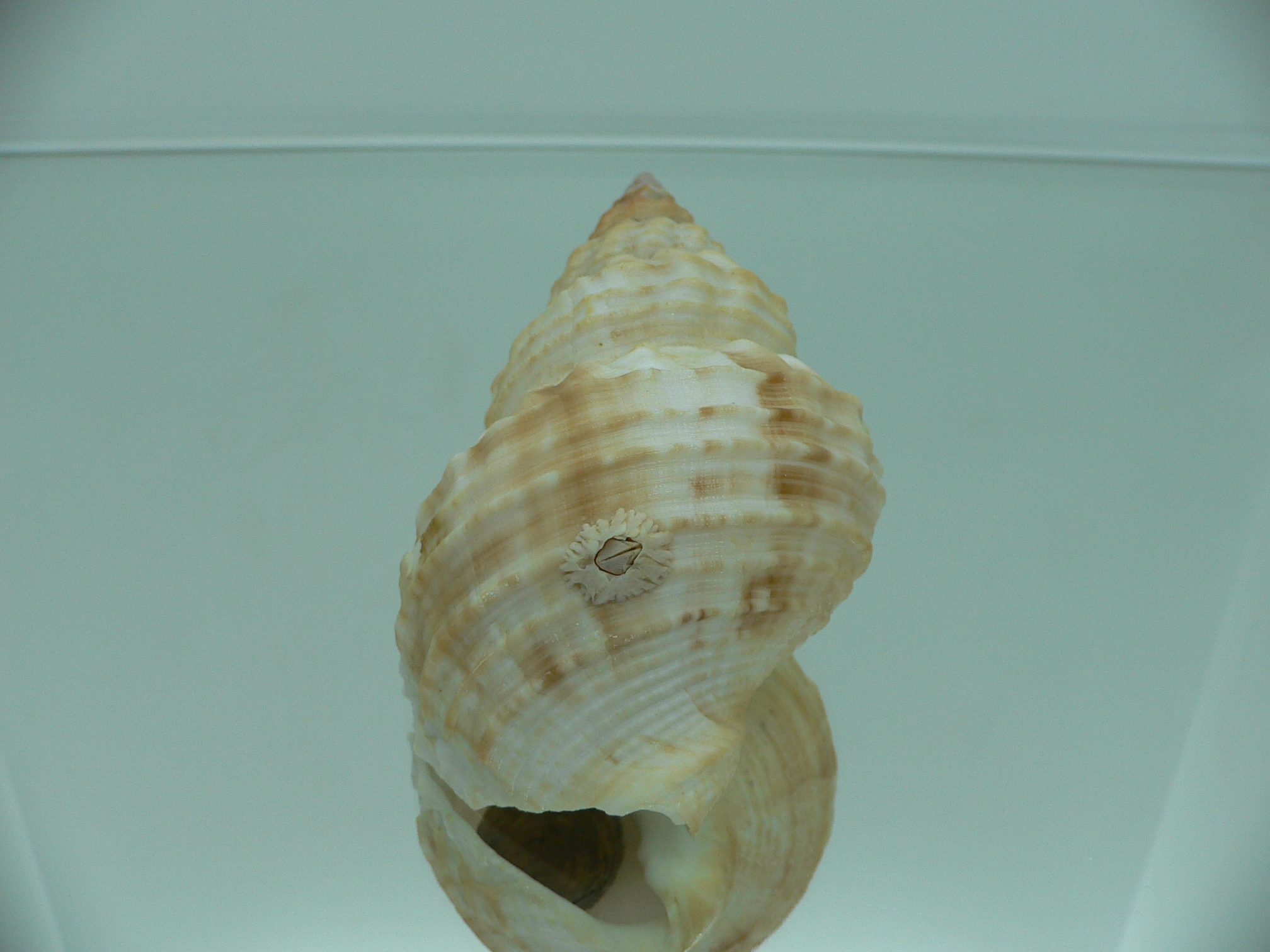 Buccinum verkruzeni UNUSUAL RARE