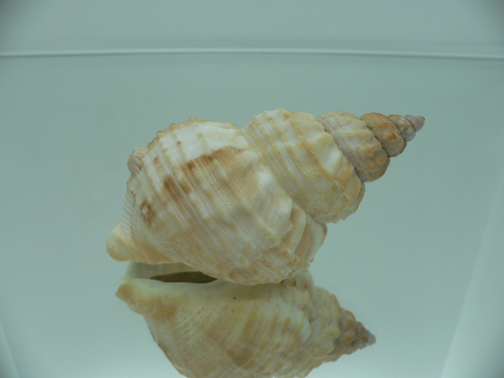 Buccinum verkruzeni UNUSUAL RARE