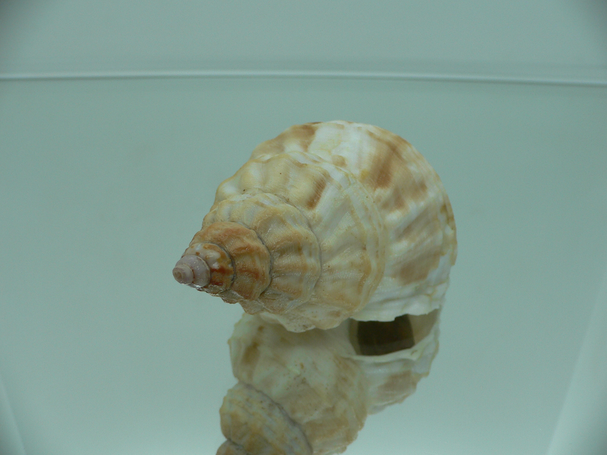 Buccinum verkruzeni UNUSUAL RARE