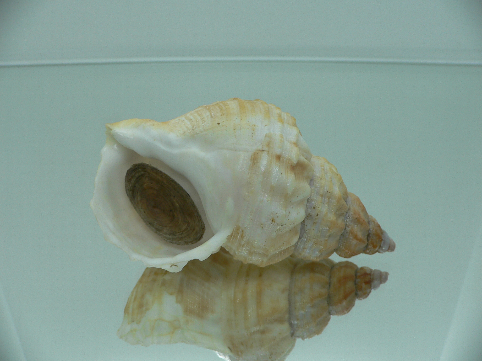 Buccinum verkruzeni UNUSUAL RARE