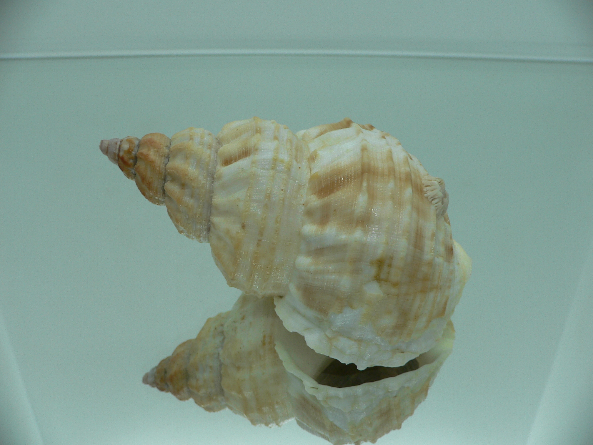 Buccinum verkruzeni UNUSUAL RARE