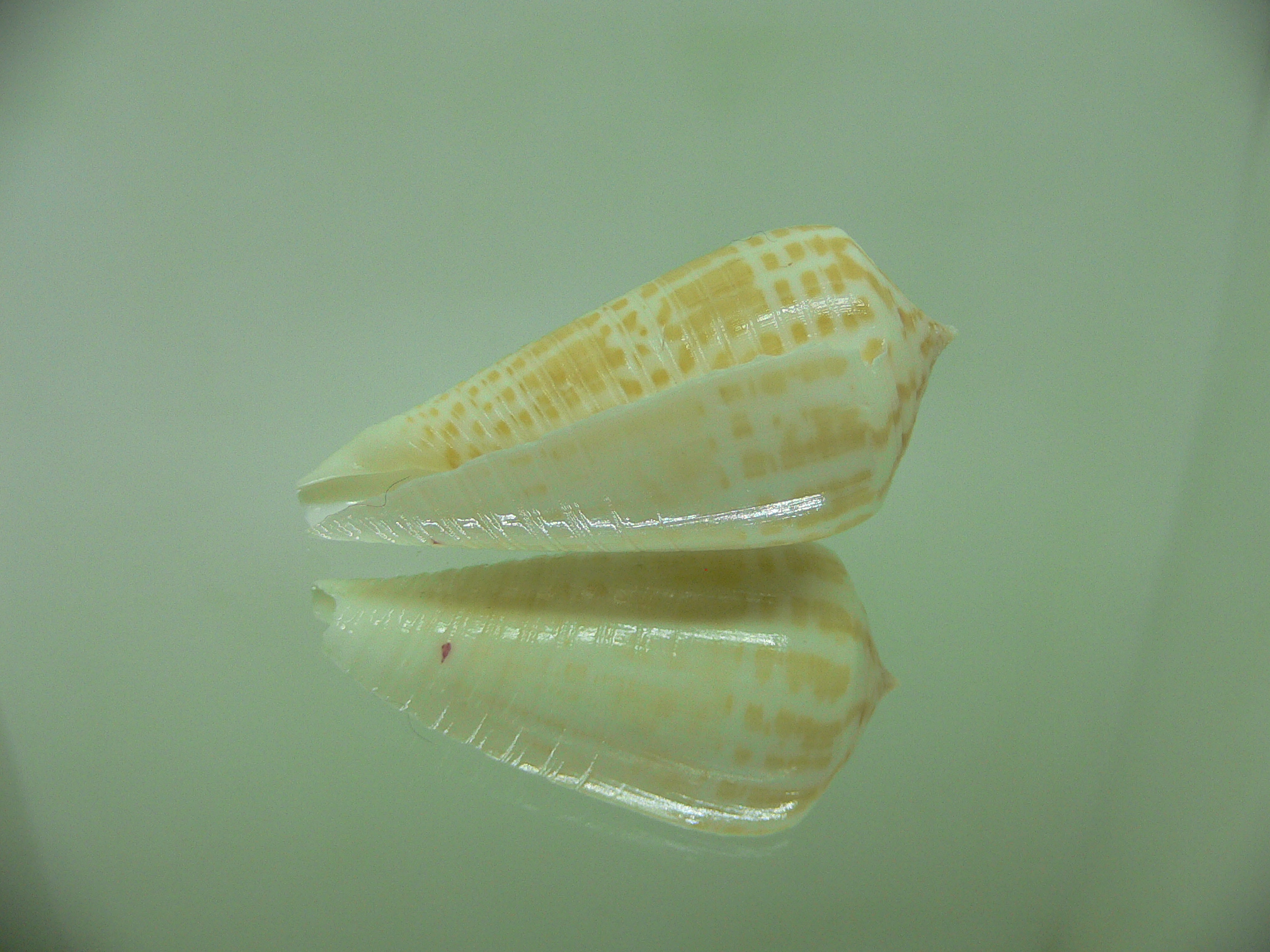 Conus inscriptus bangladeshianus (var.)  SALE