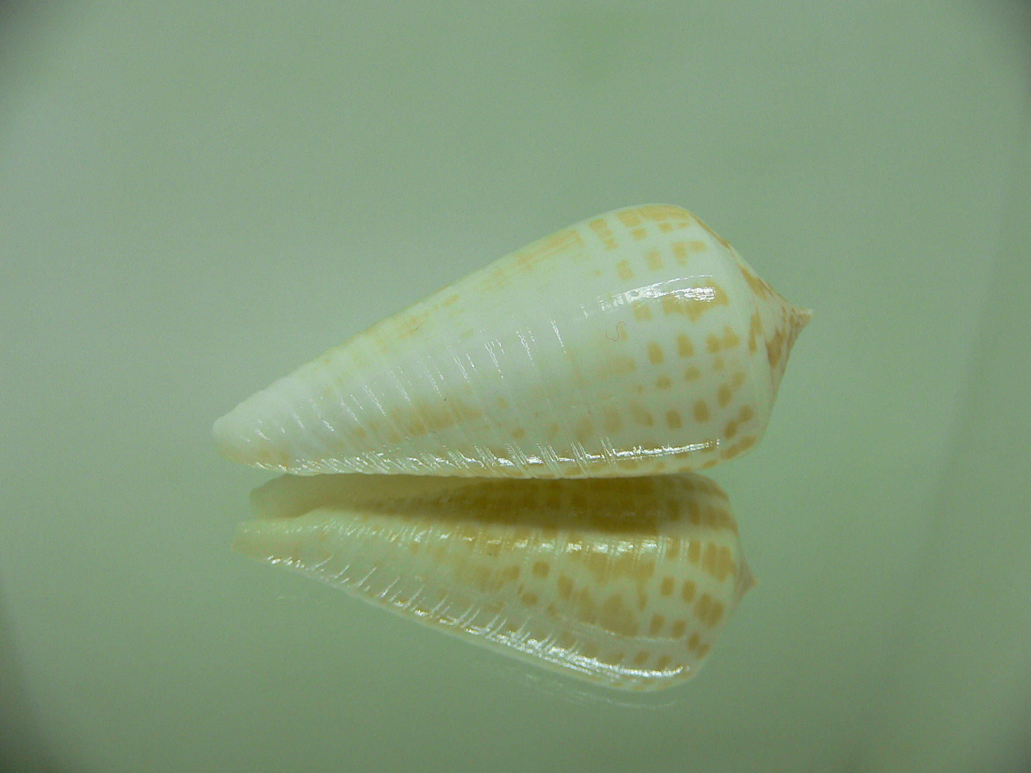 Conus inscriptus bangladeshianus (var.)  SALE