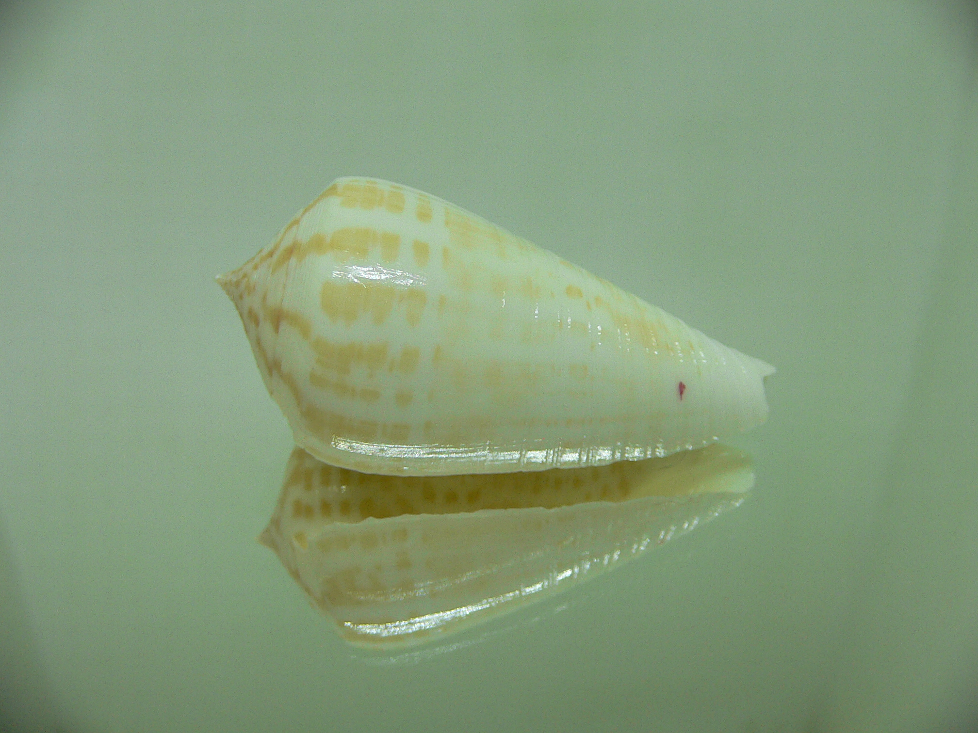 Conus inscriptus bangladeshianus (var.)  SALE