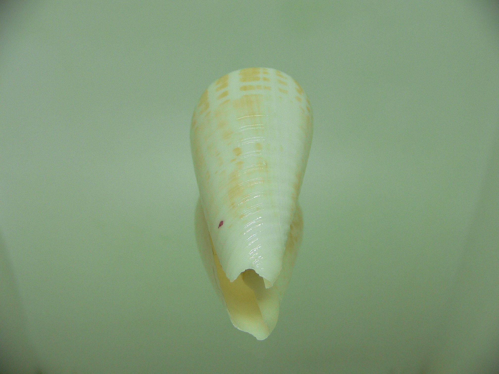 Conus inscriptus bangladeshianus (var.)  SALE