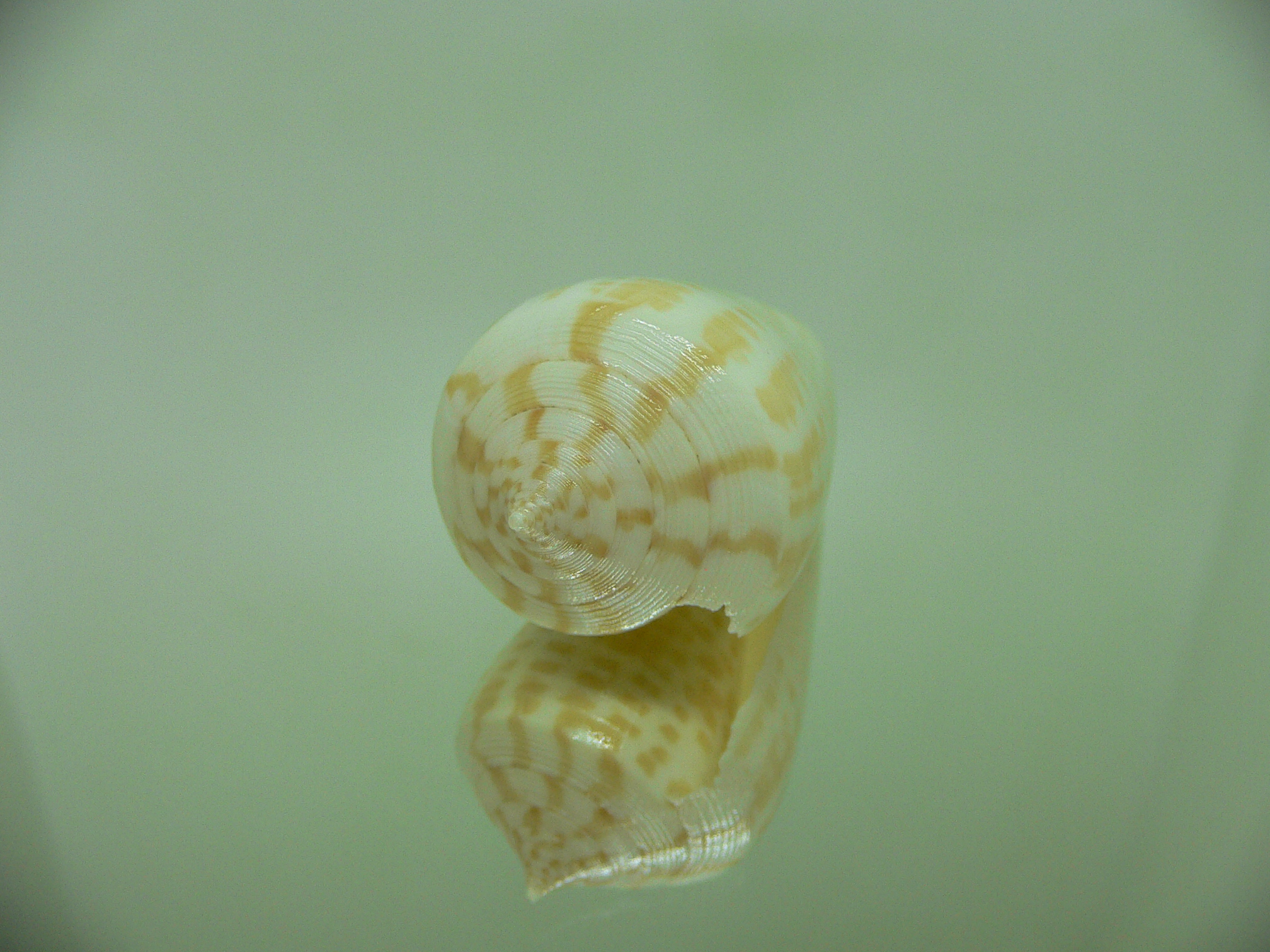 Conus inscriptus bangladeshianus (var.)  SALE