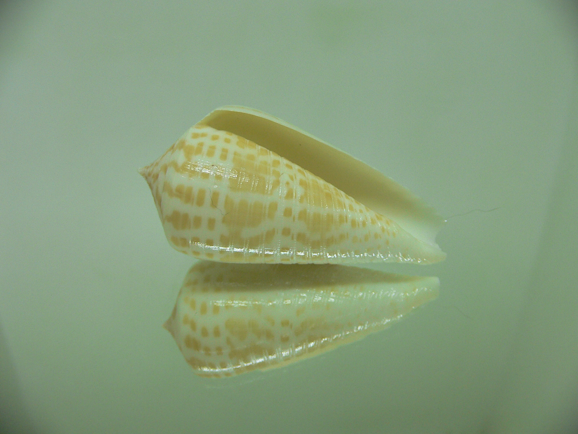 Conus inscriptus bangladeshianus (var.)  SALE