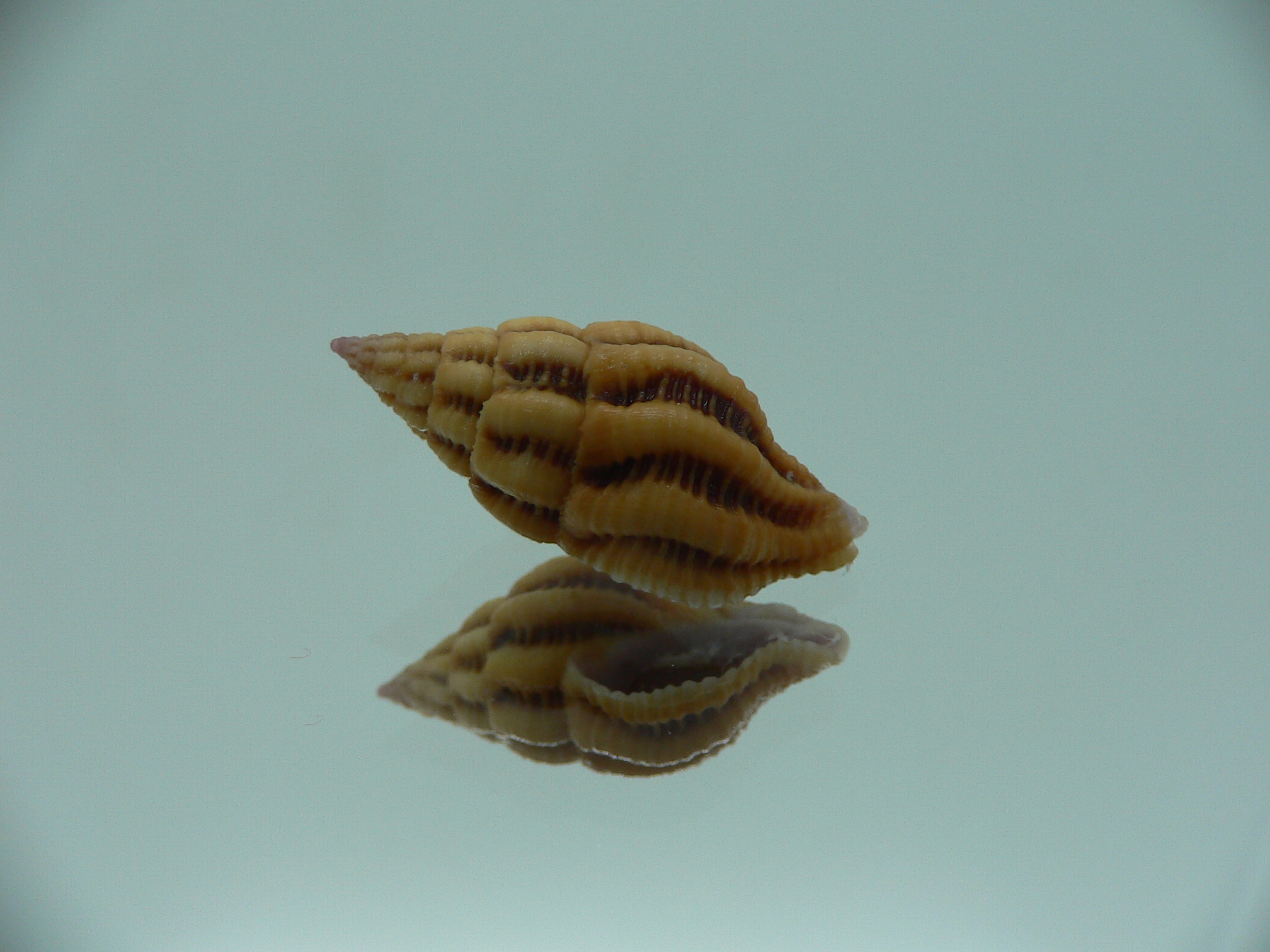 Peristernia reincarnata BIG