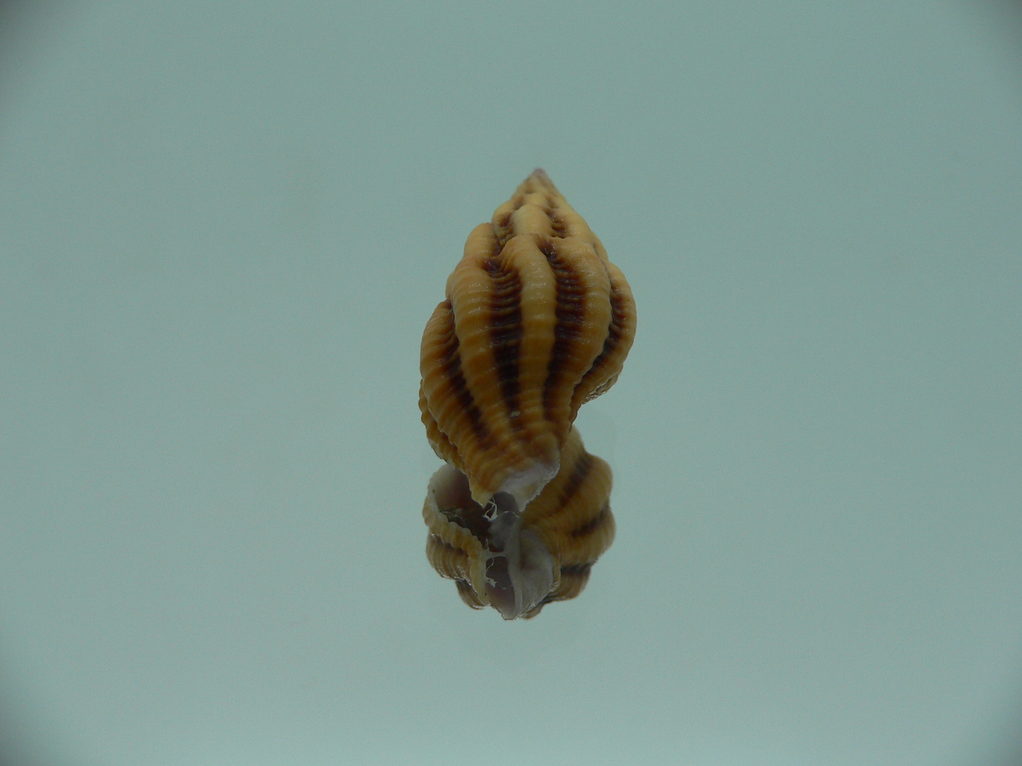 Peristernia reincarnata BIG
