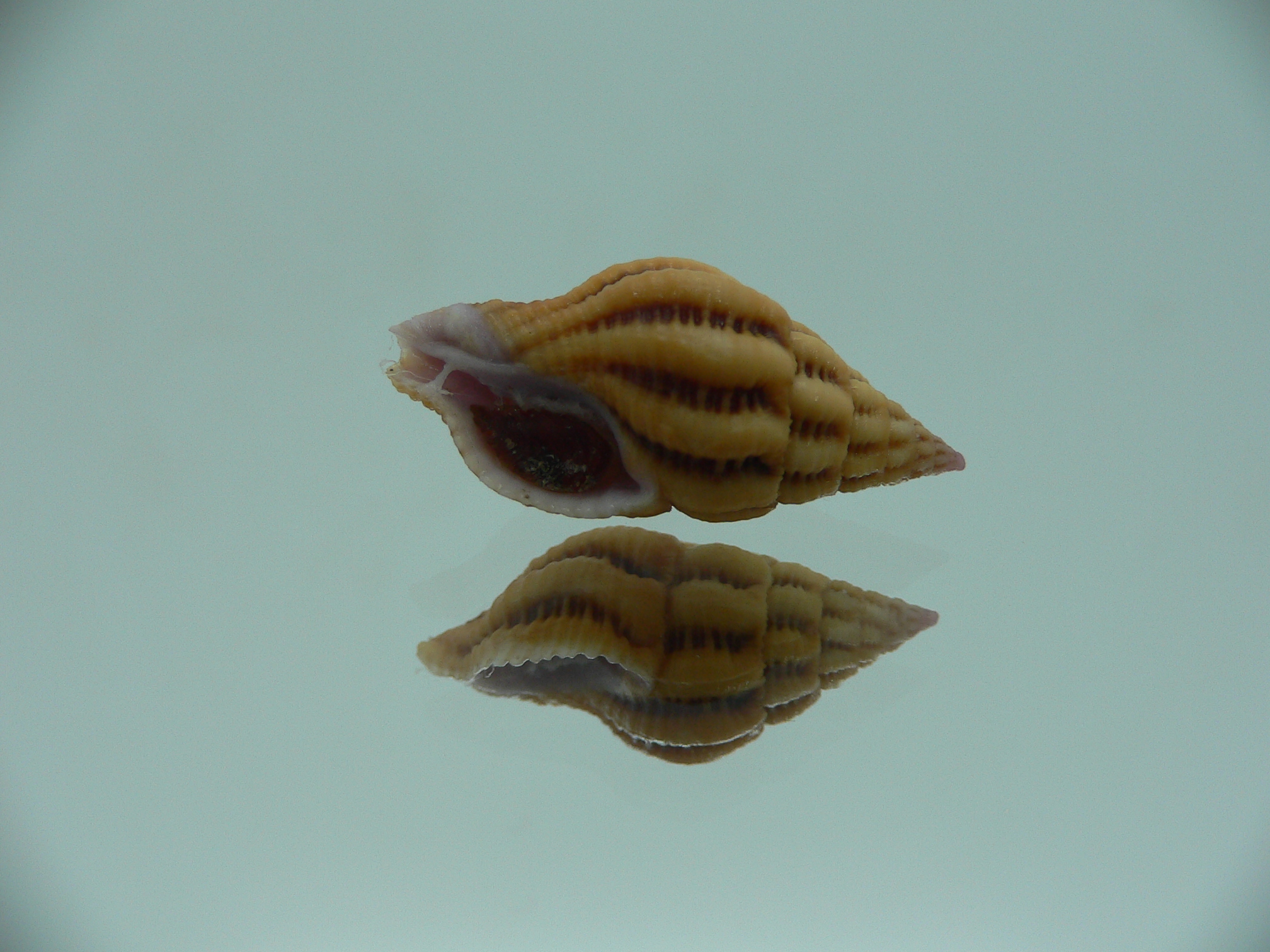 Peristernia reincarnata BIG