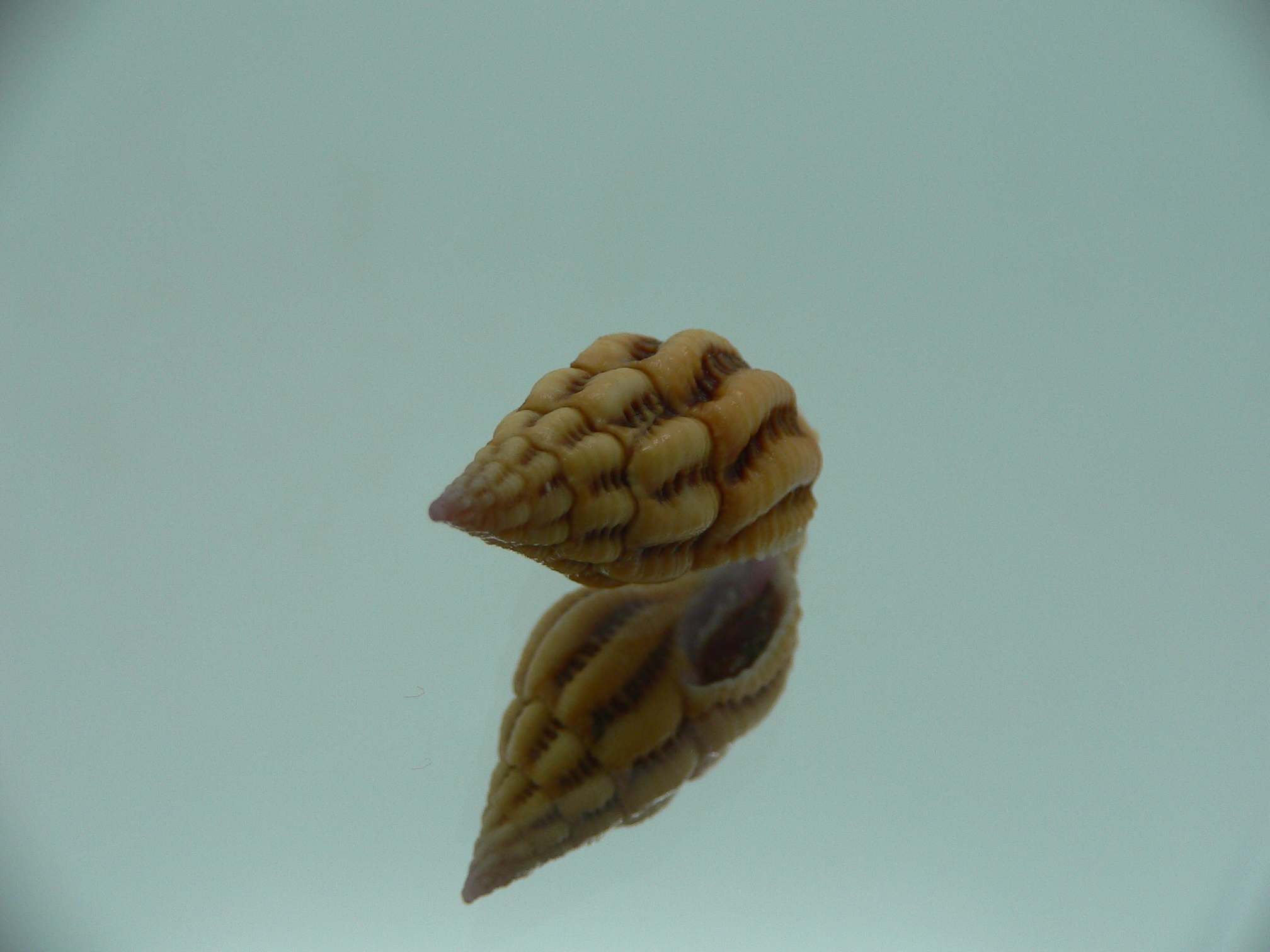 Peristernia reincarnata BIG