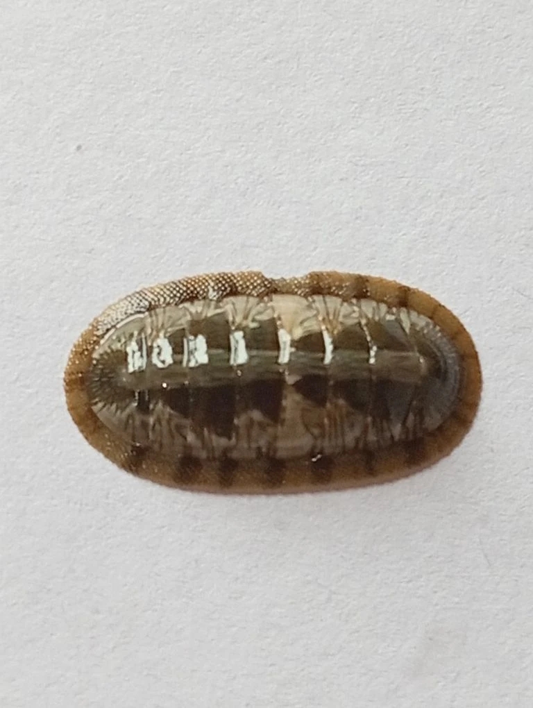 Ischnochiton smaragdinus ENDEMIC 4