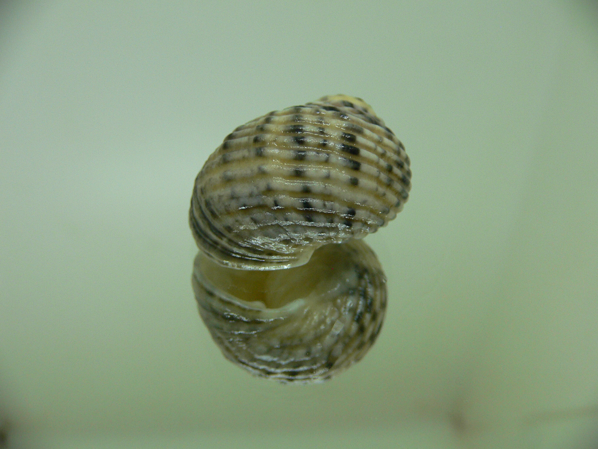 Nerita cf. versicolor STRIPES