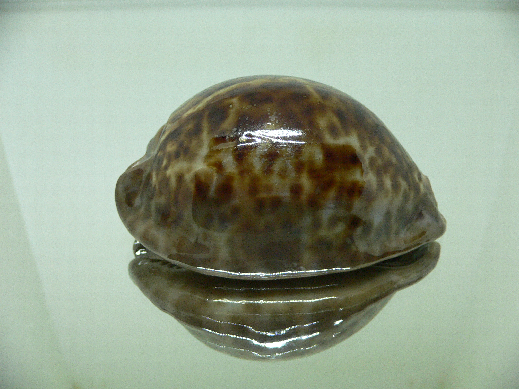 Cypraea stercoraria PANTHERINA