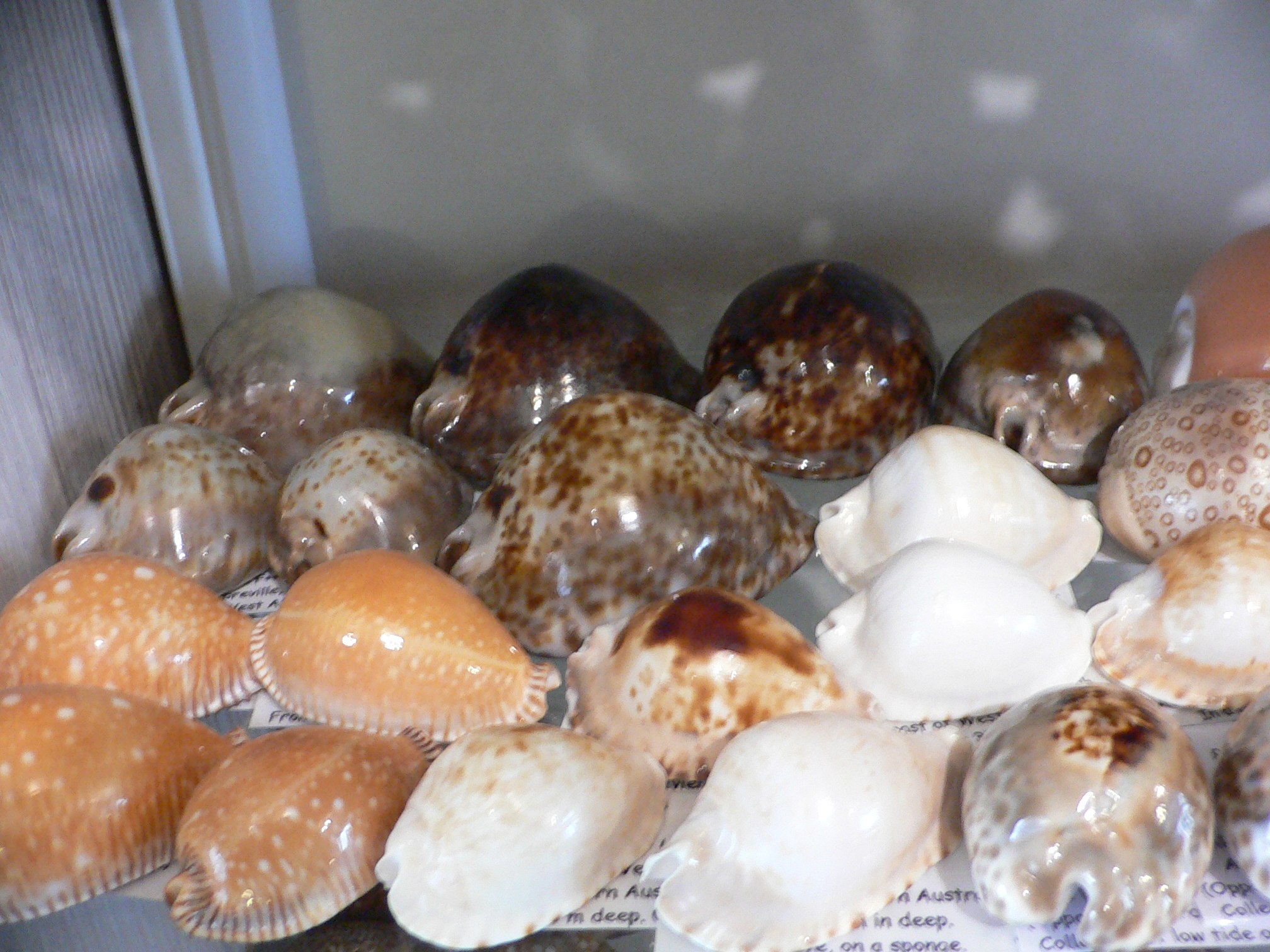 Cypraea stercoraria PANTHERINA