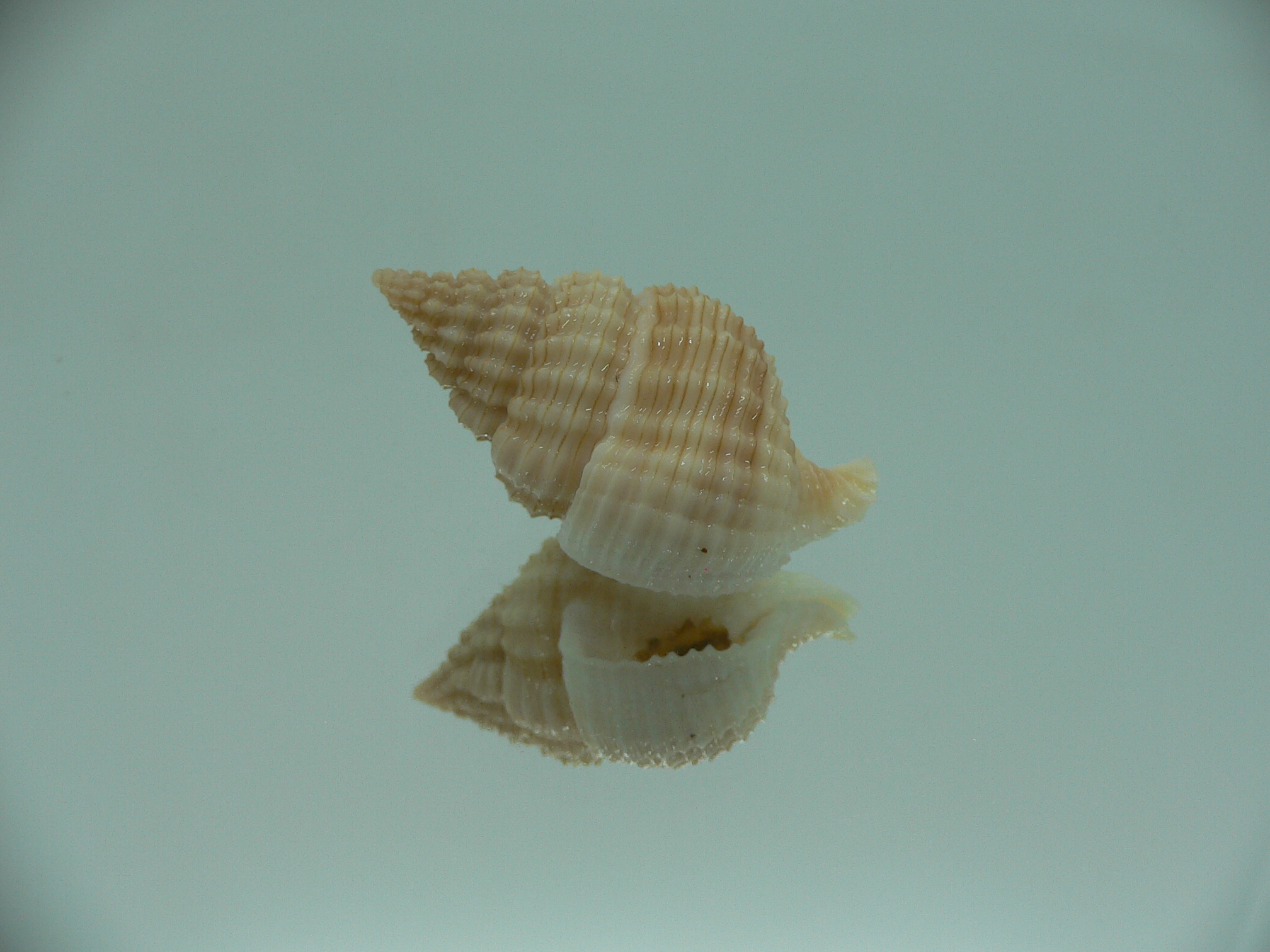 Nassaria pusilla GLOBOSE