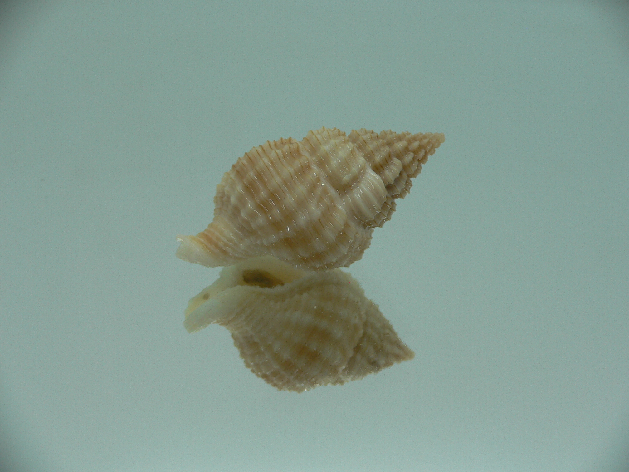 Nassaria pusilla GLOBOSE
