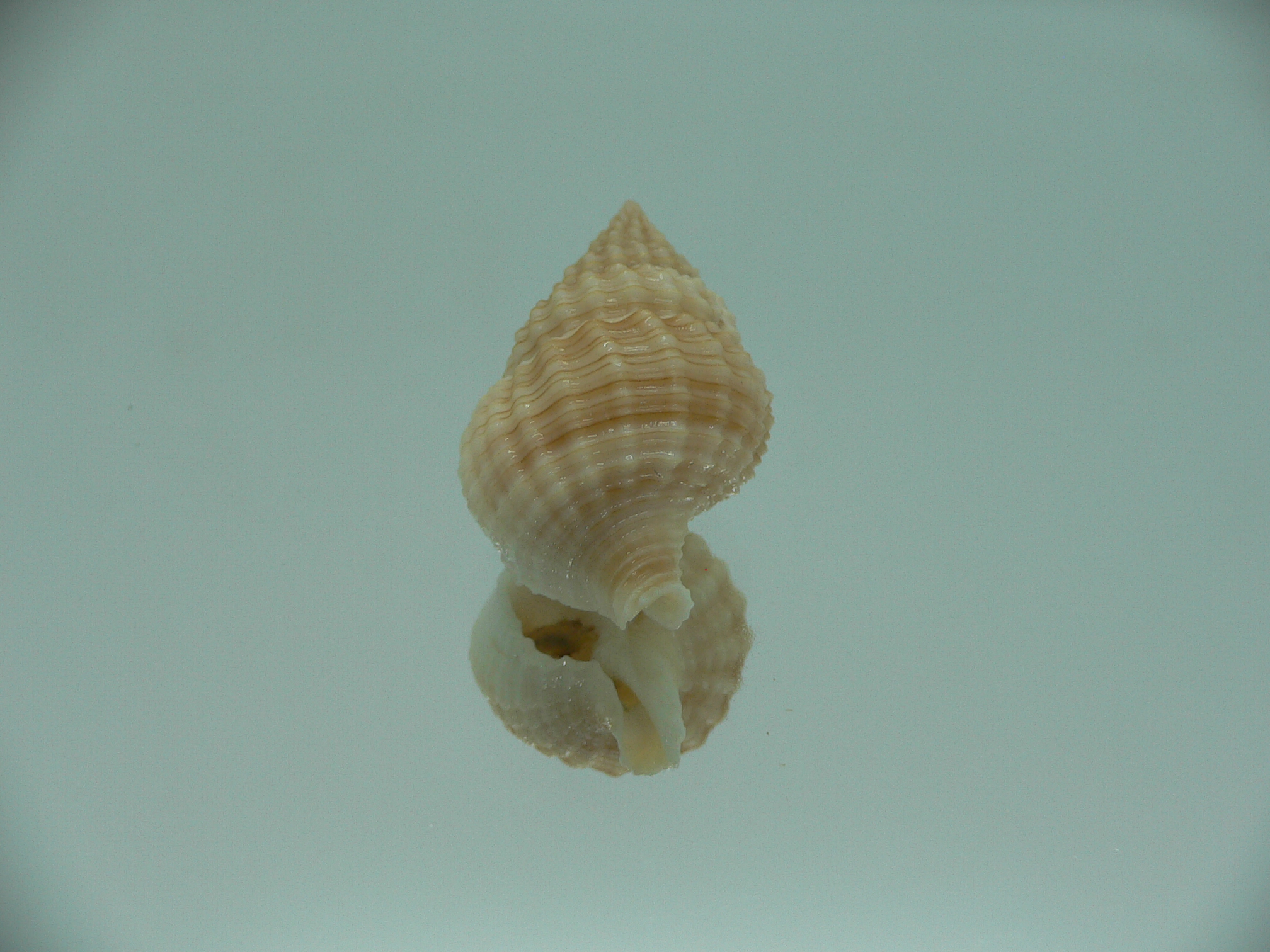 Nassaria pusilla GLOBOSE