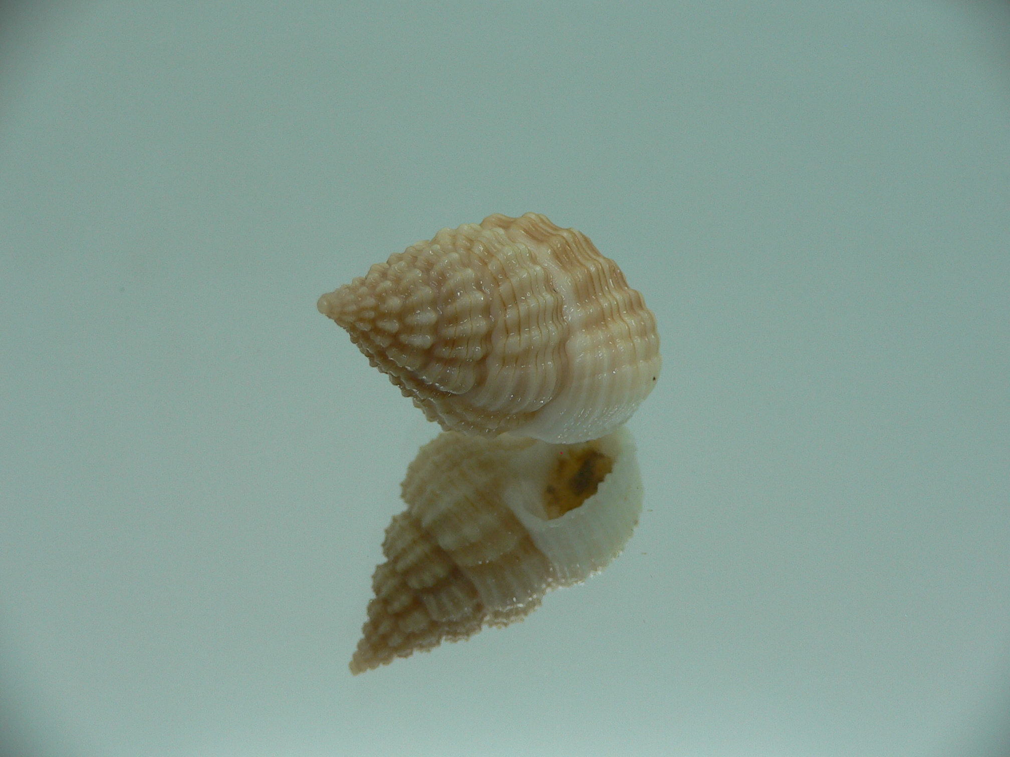 Nassaria pusilla GLOBOSE