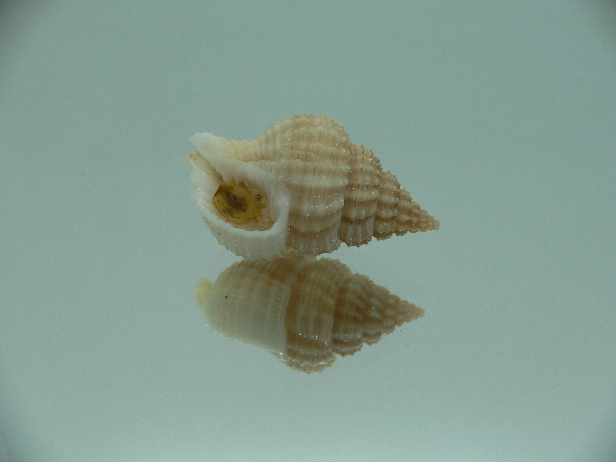 Nassaria pusilla GLOBOSE