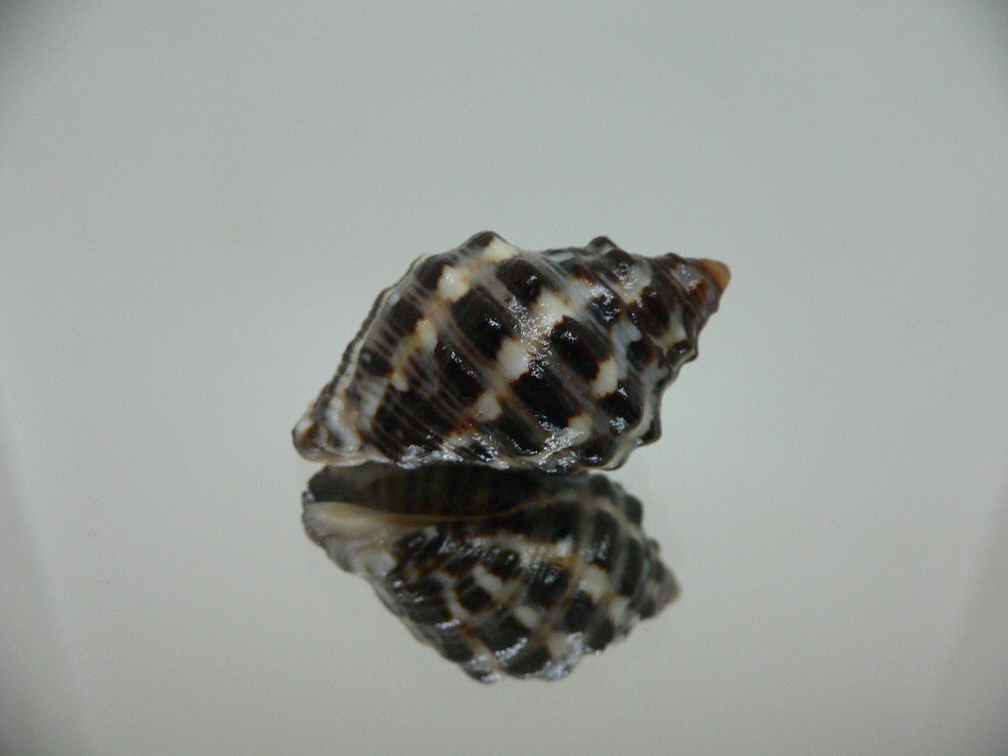 Reishia clavigera IDEAL