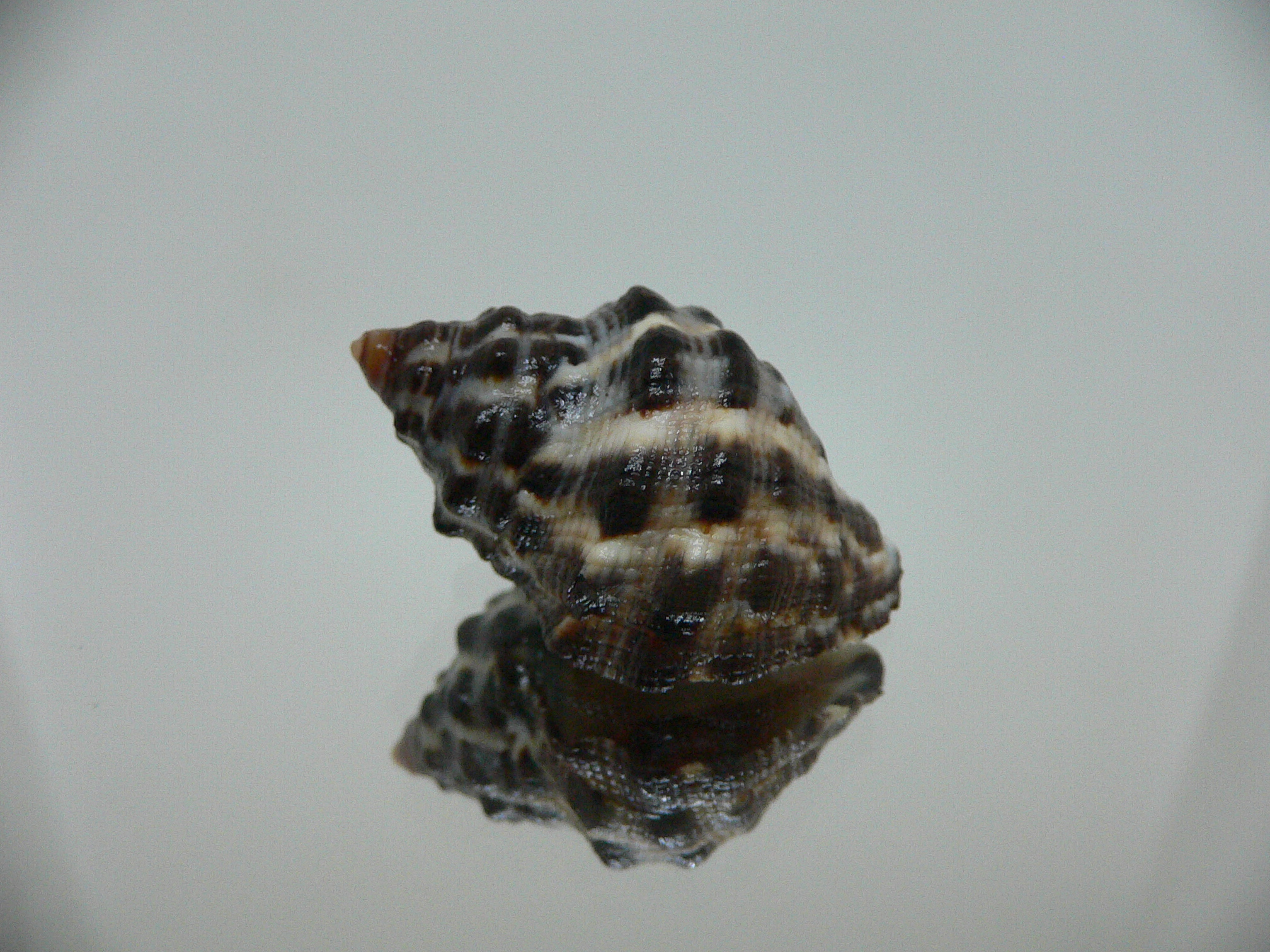 Reishia clavigera IDEAL