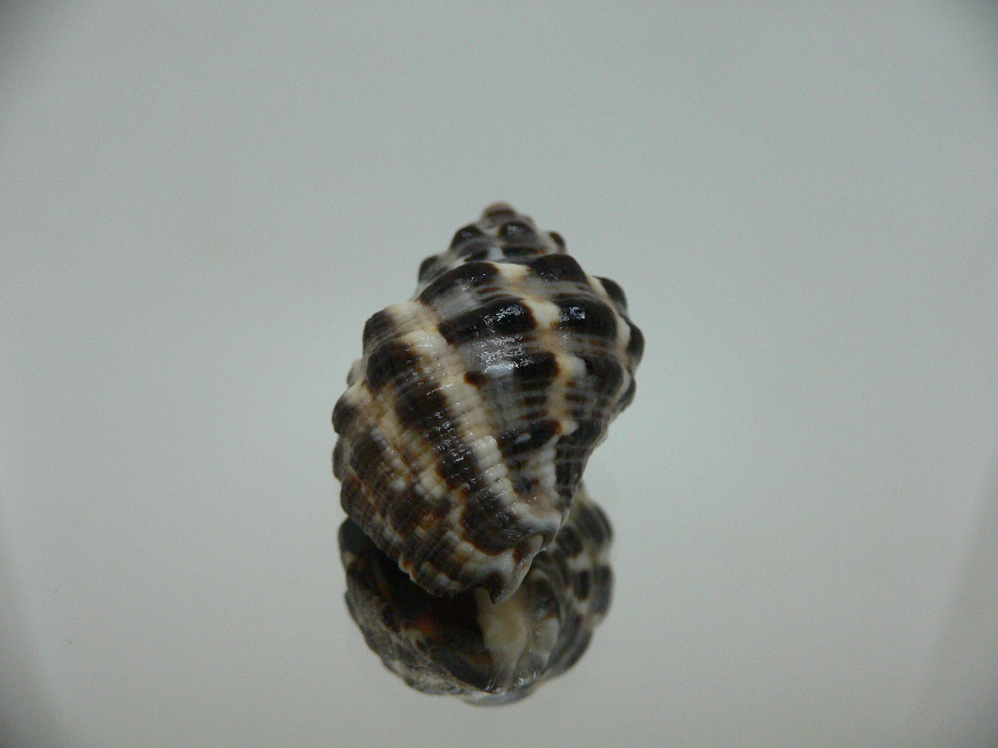 Reishia clavigera IDEAL